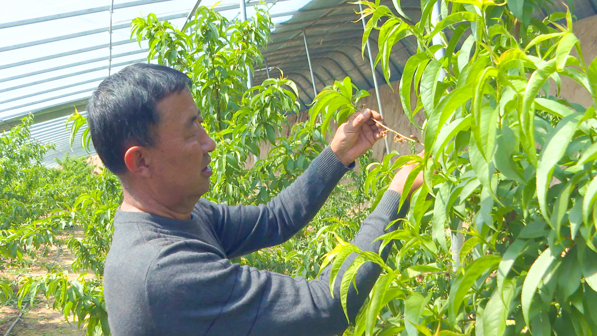 高岭村：大棚樱桃错季上市 催生乡村振兴新动能 (38)11.jpg