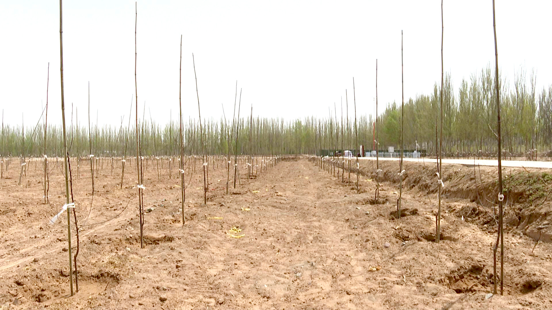 中宁县轿子山林场 (1)1.jpg