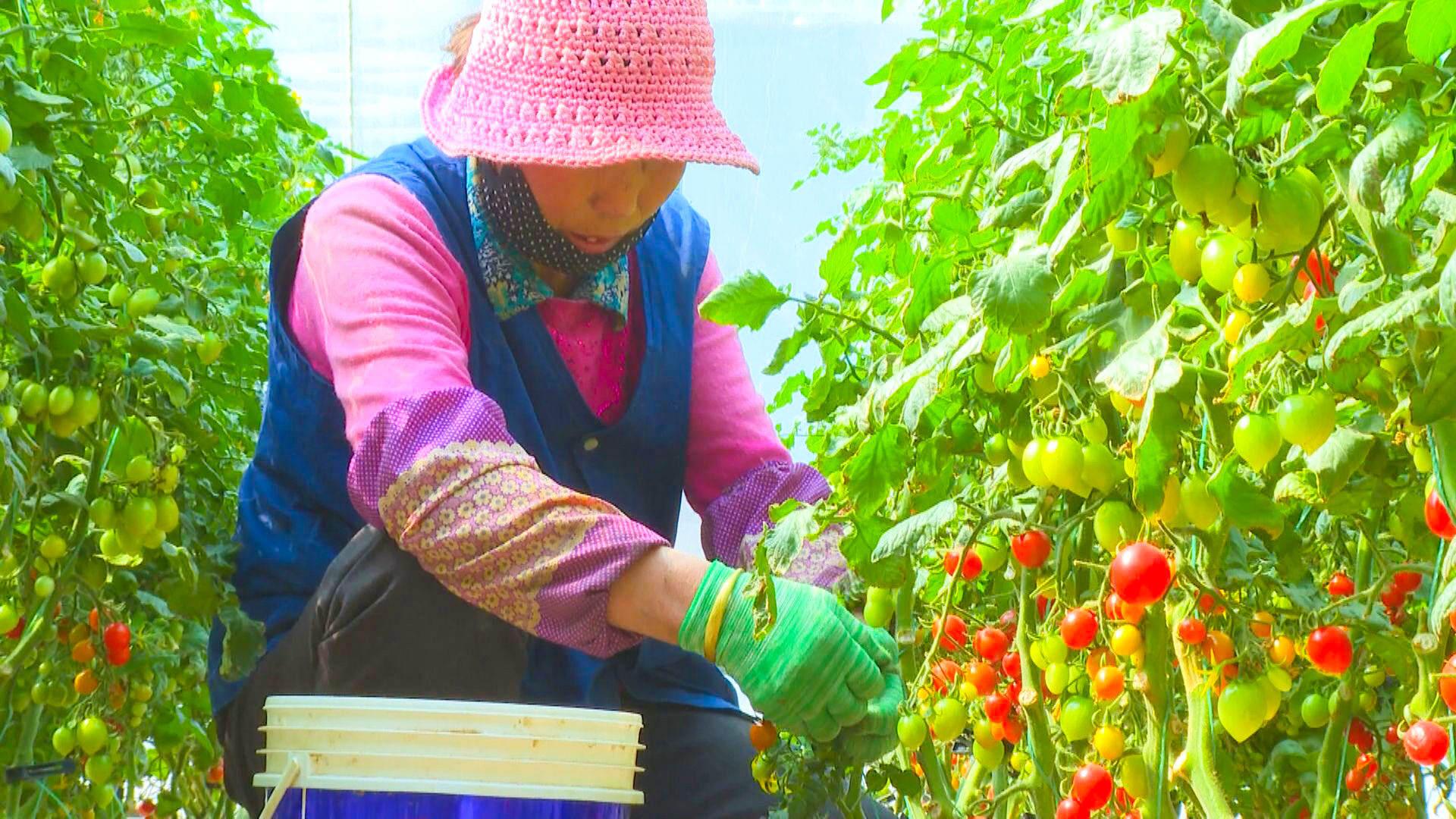 太阳梁乡：特色产业亮点纷呈 群众增收稳步提升 (26)1.jpg
