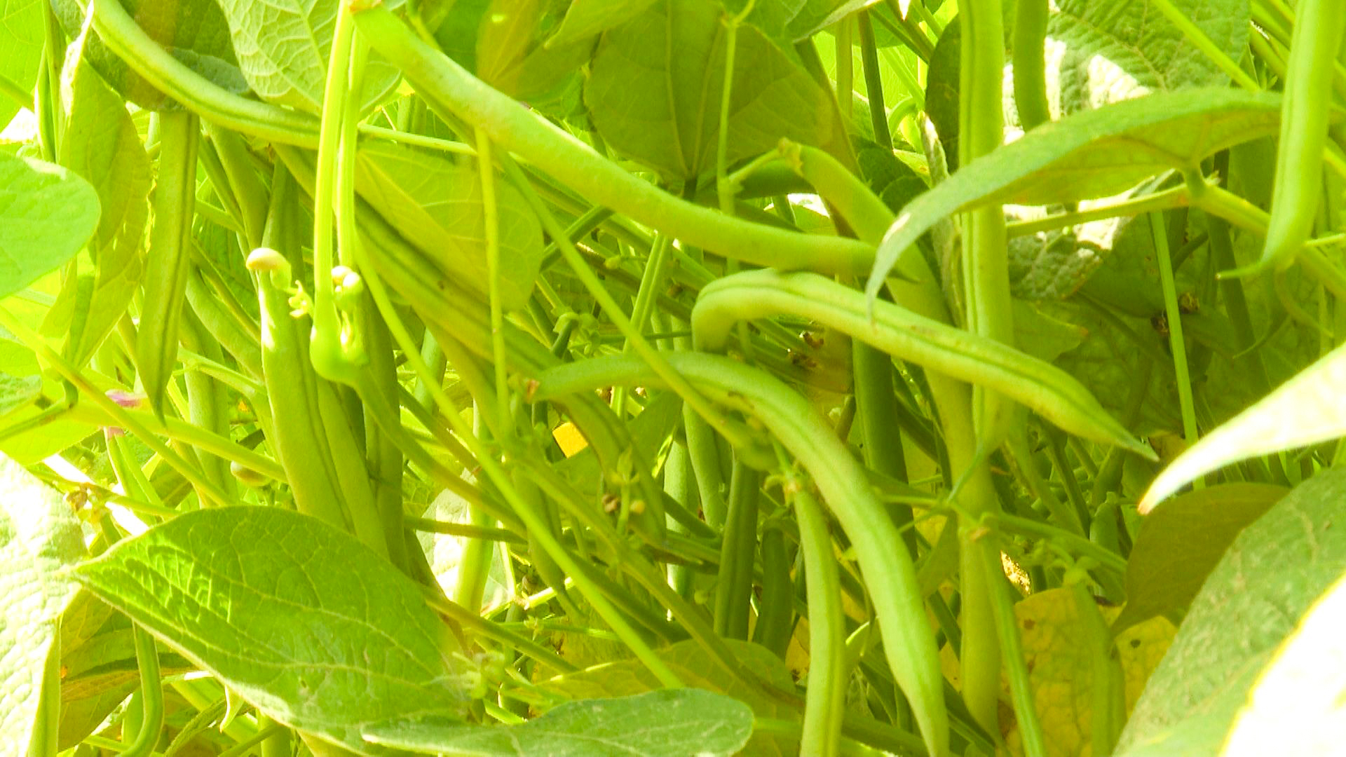 花豹湾村：订单种植助增收 (5)1.jpg
