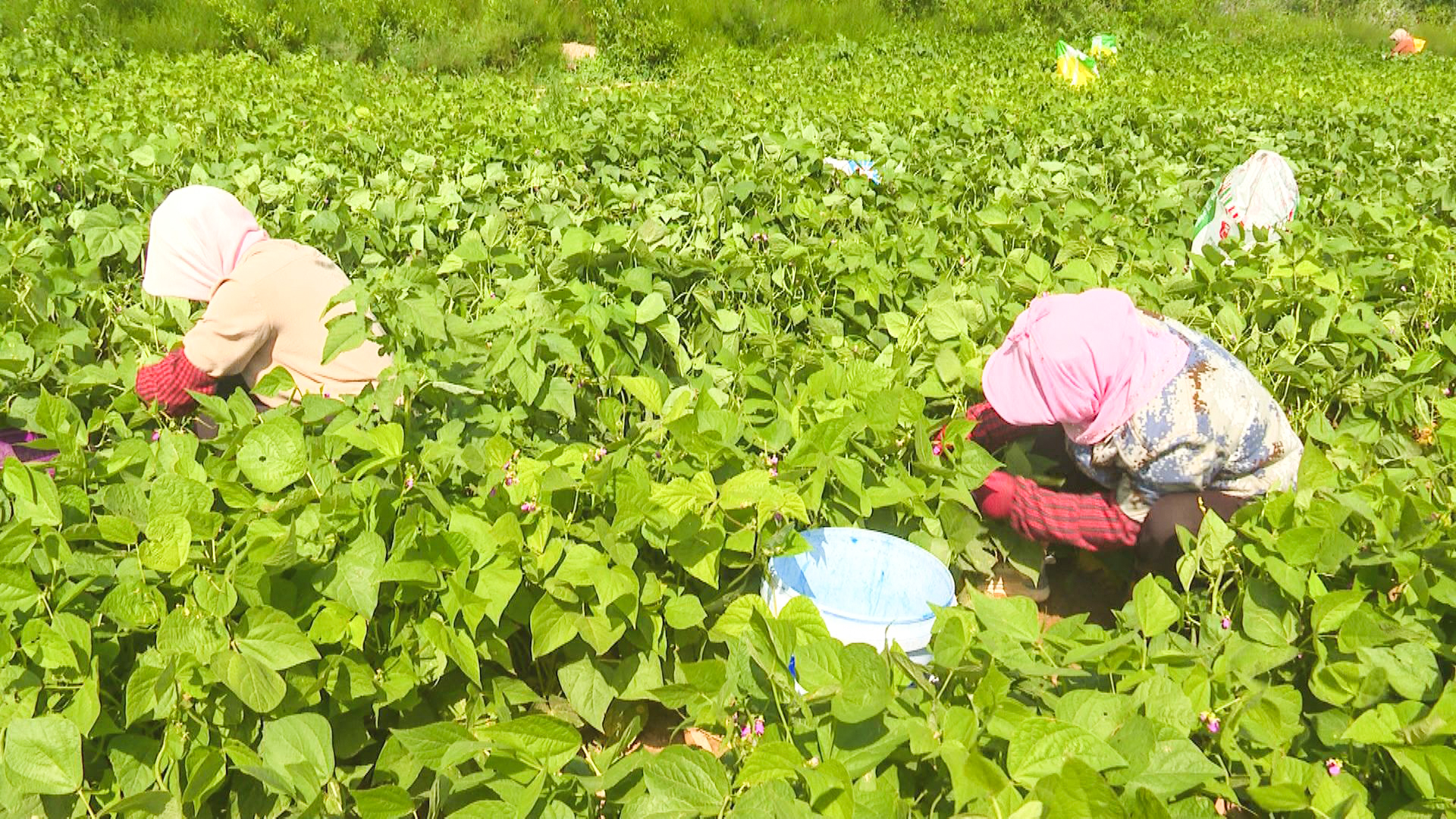 花豹湾村：订单种植助增收 (20)1.jpg