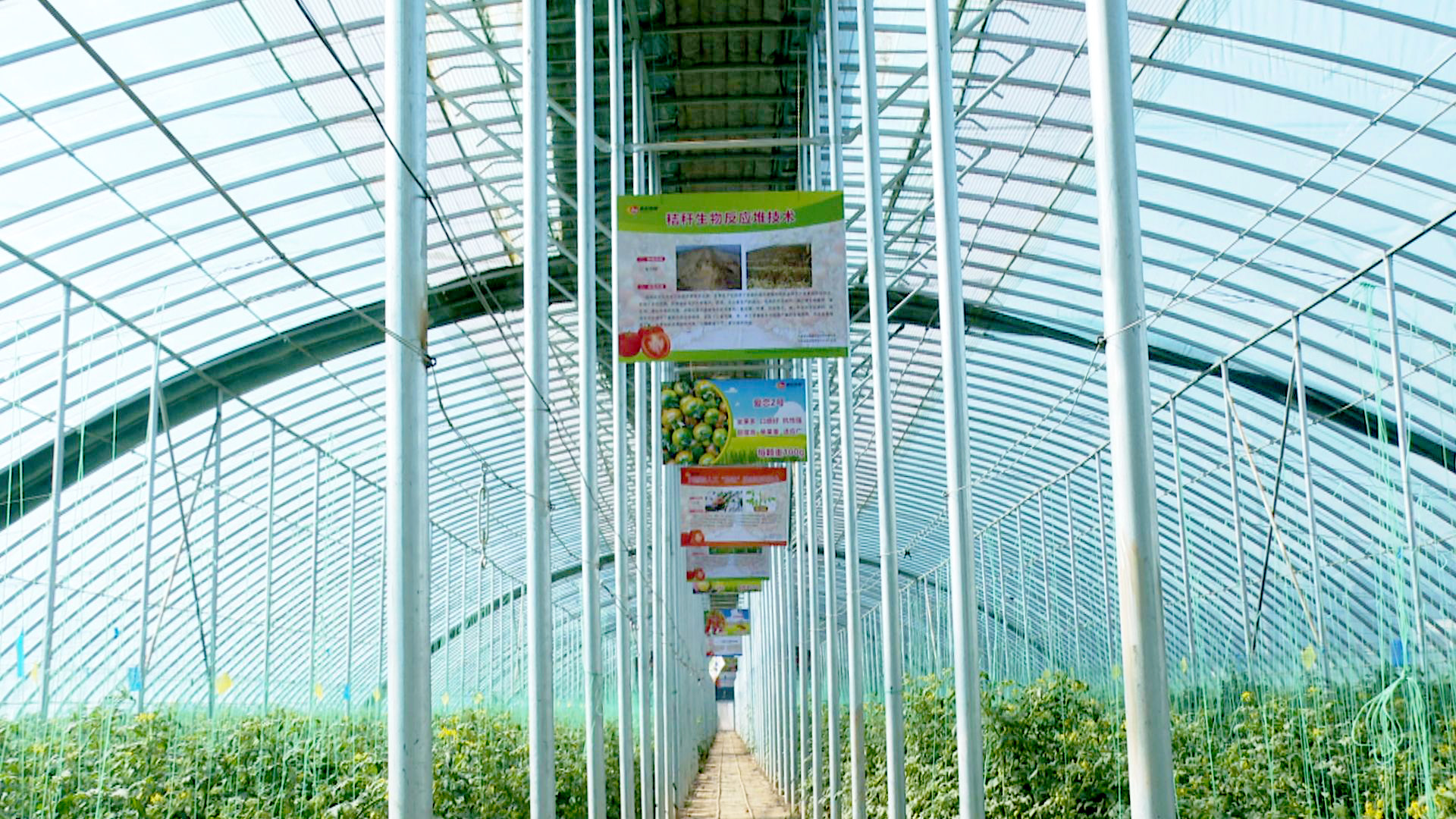 恩和镇开启智慧农业新篇章 (27)1.jpg