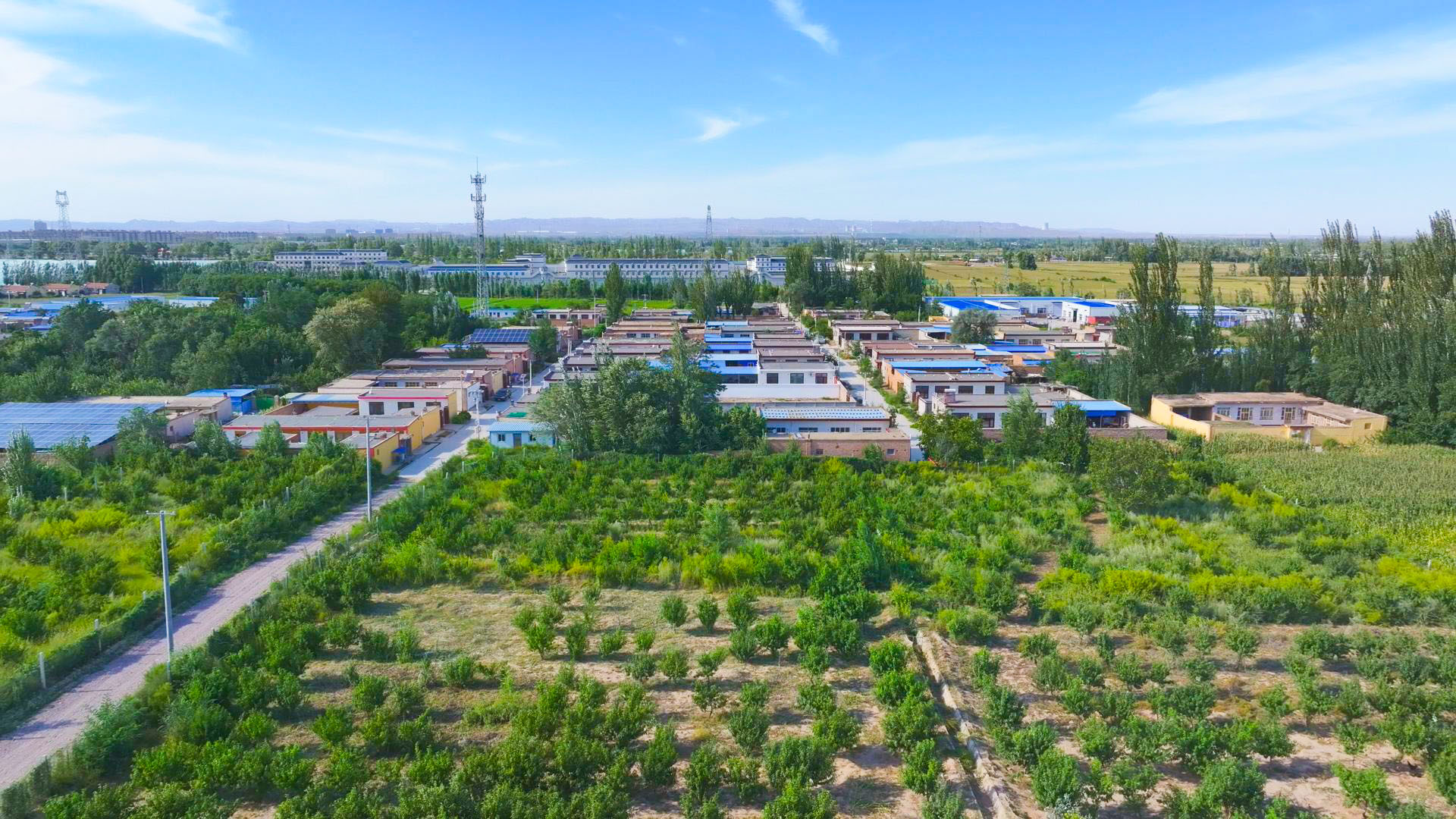 刘营村：林下养殖鸡鹅同欢  集体增收“双轮驱动” (33)1.jpg