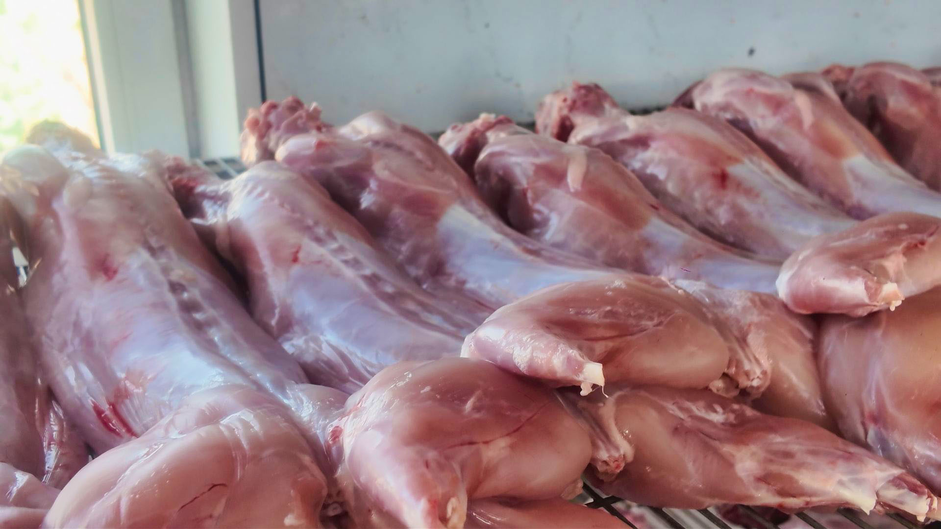 南塘村:小兔子成为带动村集体经济提质增效的“致富宝” (11)1.jpg 南塘村:小兔子成为带动村集体经济提质增效的“致富宝” (11)1.jpg