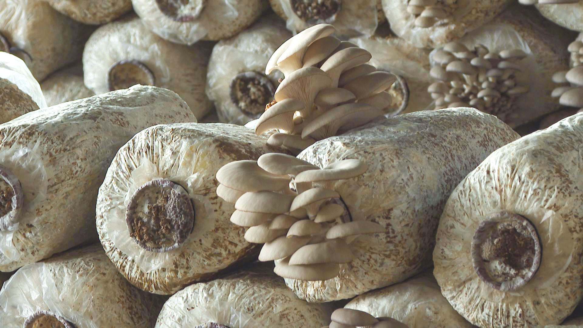 五道渠村：盘活闲置资源发展菌菇产业 (1)1.jpg