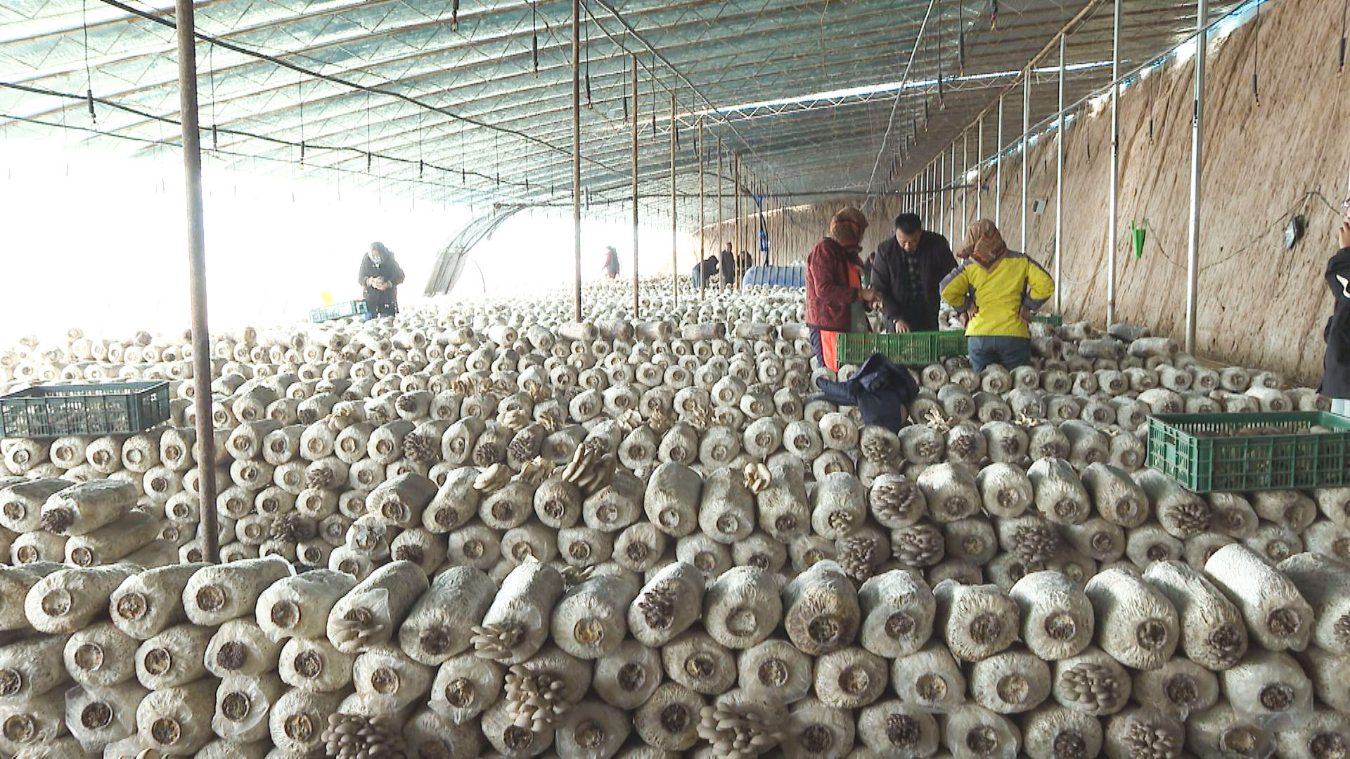 五道渠村：盘活闲置资源发展菌菇产业 (7)1.jpg