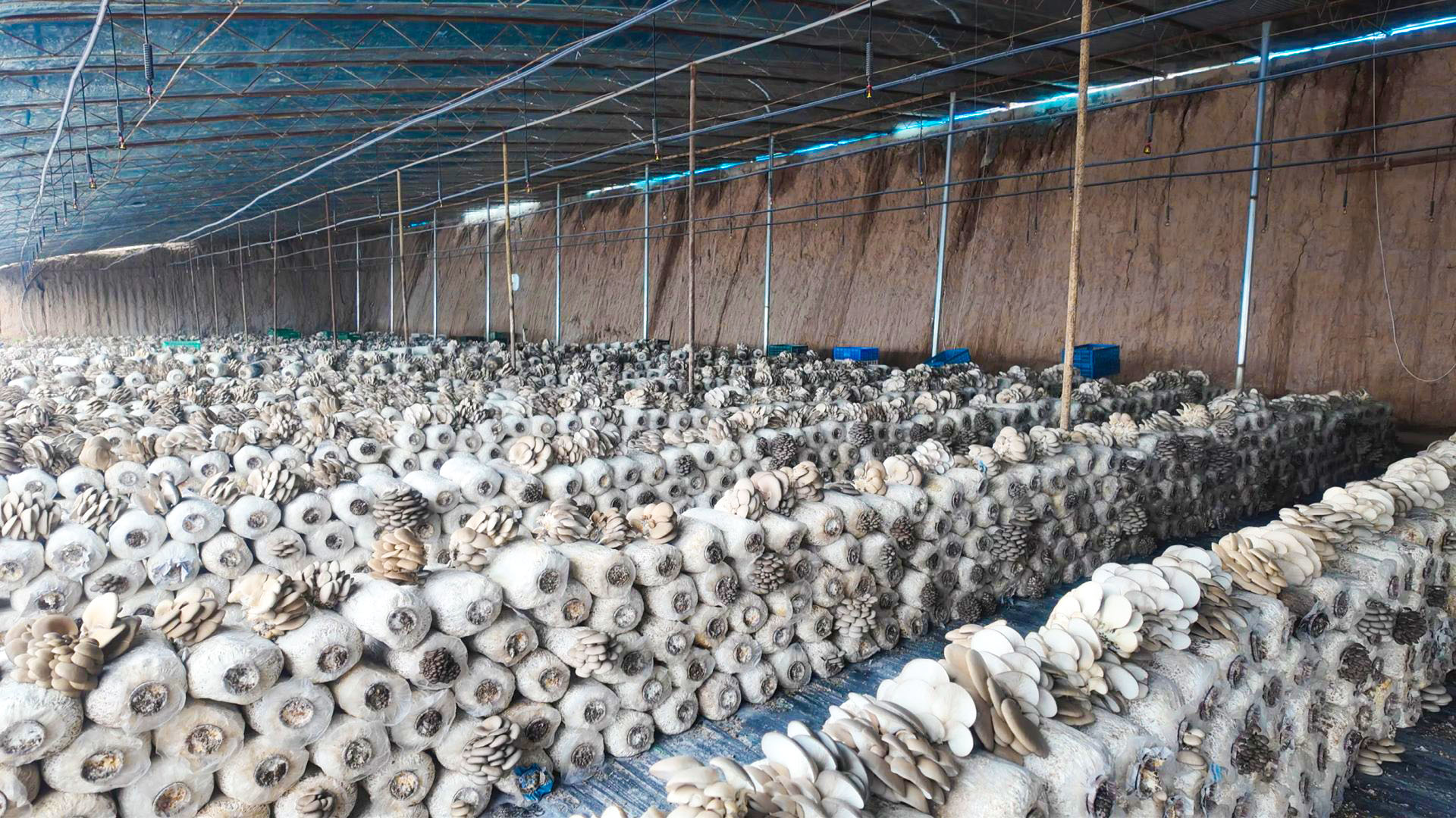 五道渠村：盘活闲置资源发展菌菇产业 (2)1.jpg