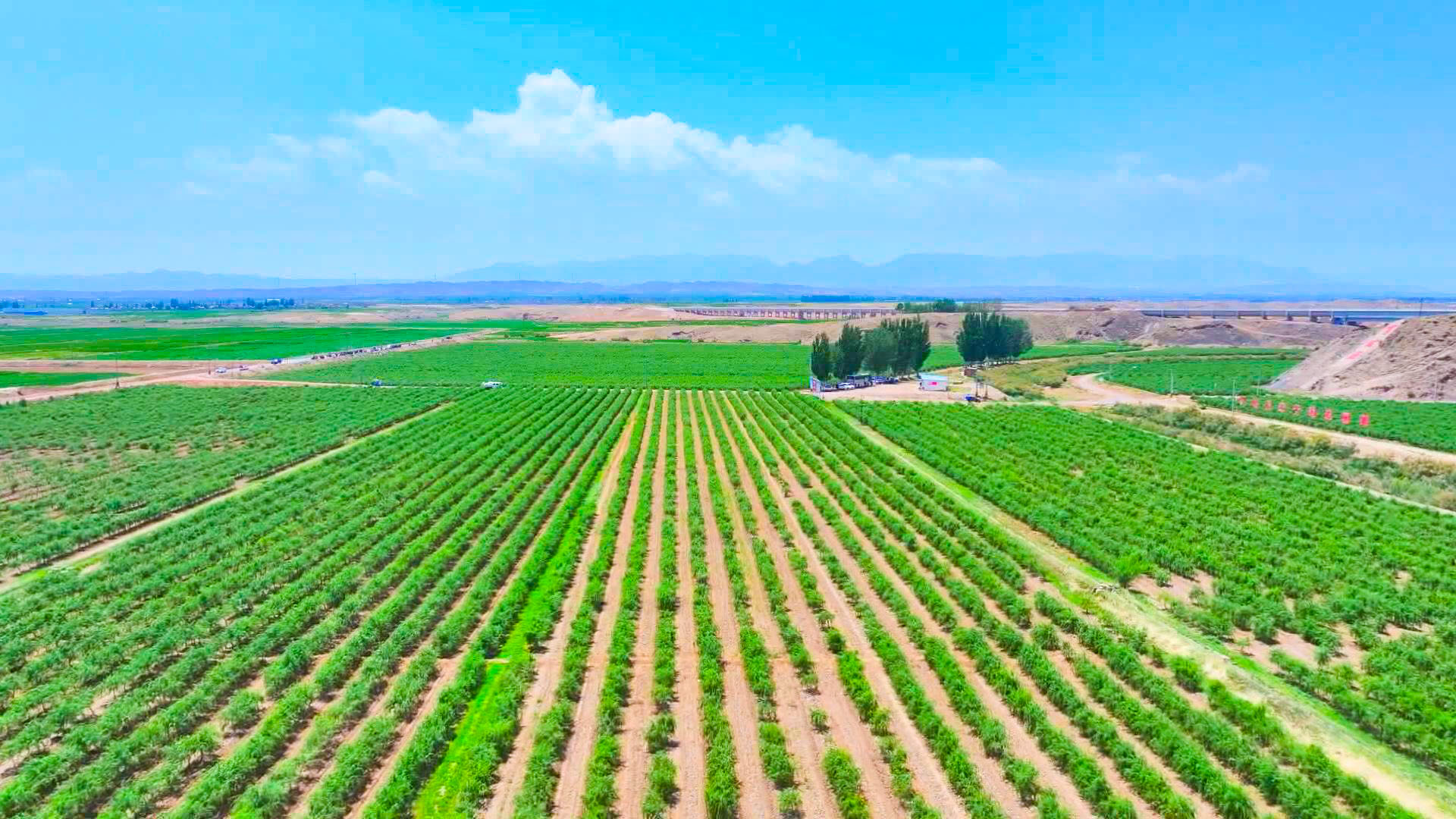 中宁县：改革集成助力枸杞产业升级 (4)1.jpg