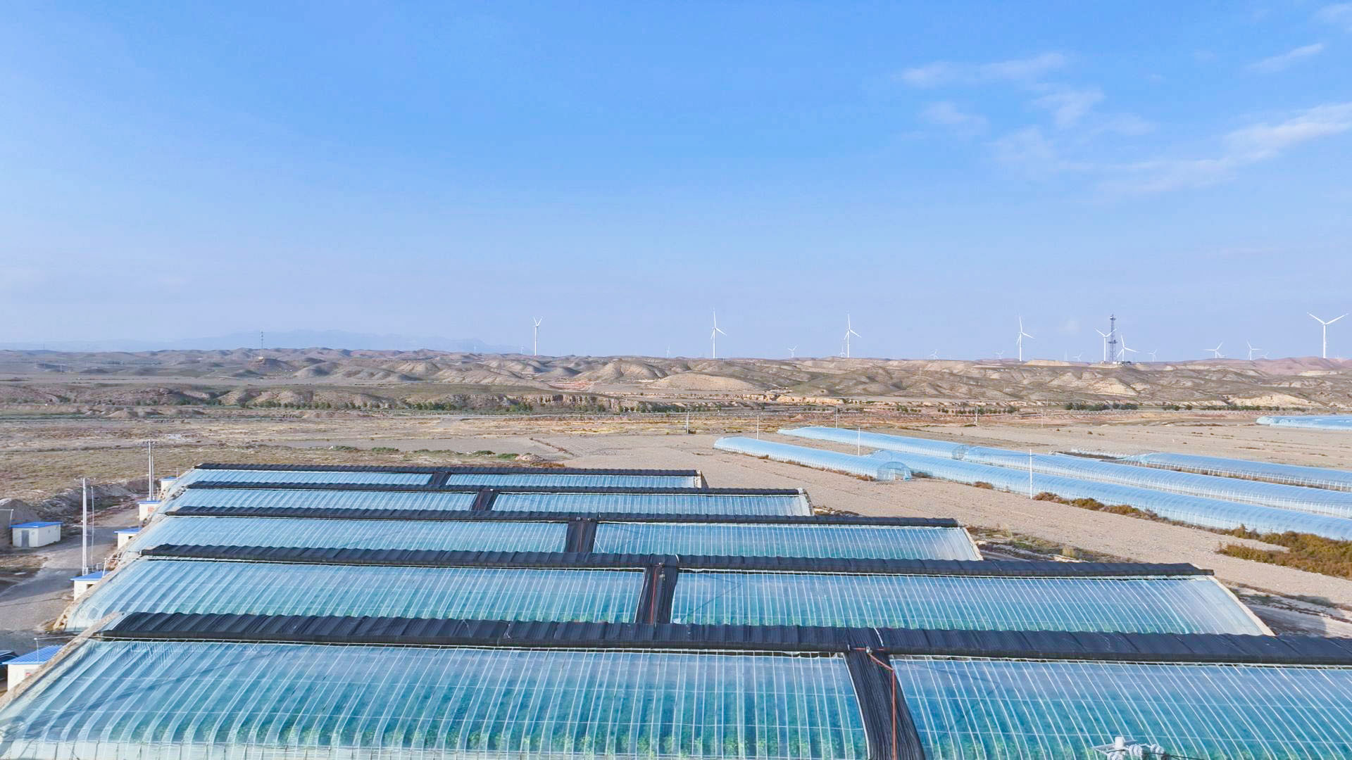 喊叫水村:大棚秋冬“接力种” 绿苗映出“丰收景” (28)2.jpg 喊叫水村:大棚秋冬“接力种” 绿苗映出“丰收景” (28)2.jpg