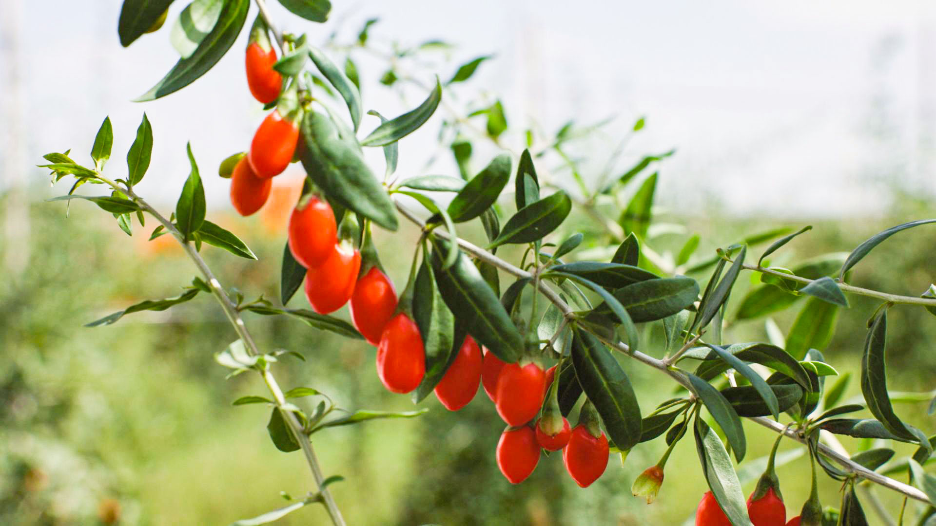 康滩村最后一茬秋枸杞采收结束 (11)2.jpg 康滩村最后一茬秋枸杞采收结束 (11)2.jpg