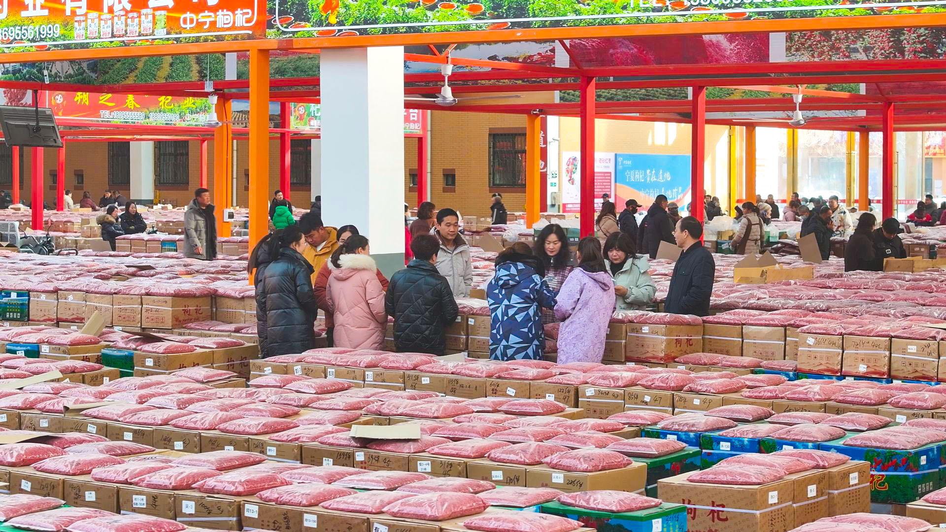 买西北、卖全国、销全球 中国枸杞从这里走向世界 (8)11.jpg 买西北、卖全国、销全球 中国枸杞从这里走向世界 (8)11.jpg