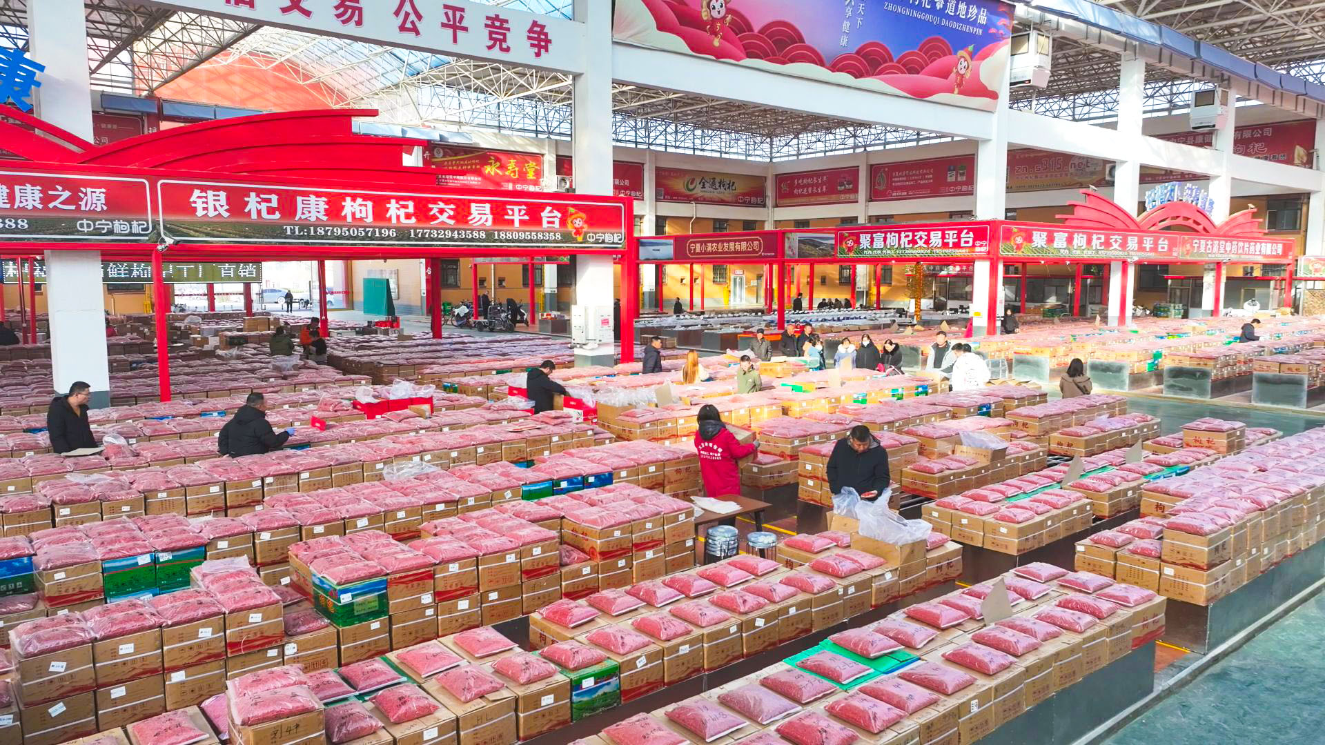 买西北、卖全国、销全球 中国枸杞从这里走向世界 (61)1.jpg 买西北、卖全国、销全球 中国枸杞从这里走向世界 (61)1.jpg