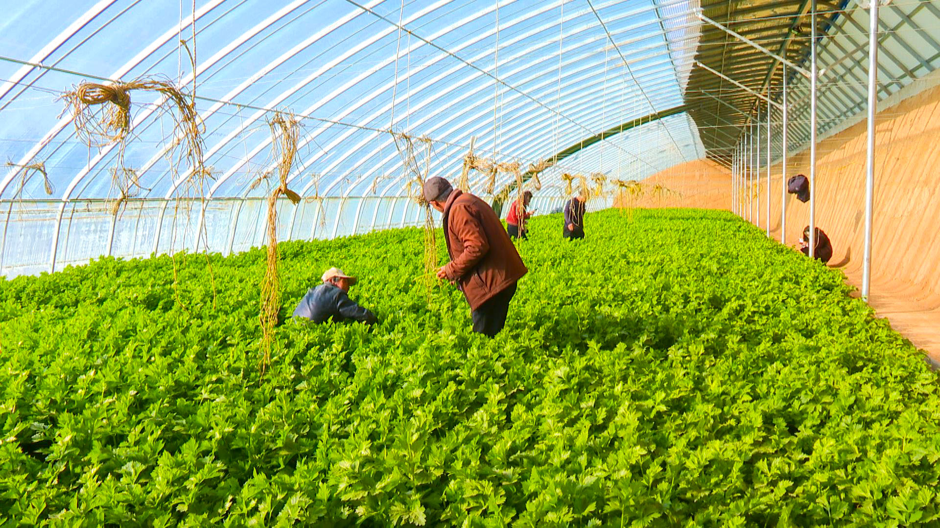 新海村巧打“反季牌” (1)2.jpg