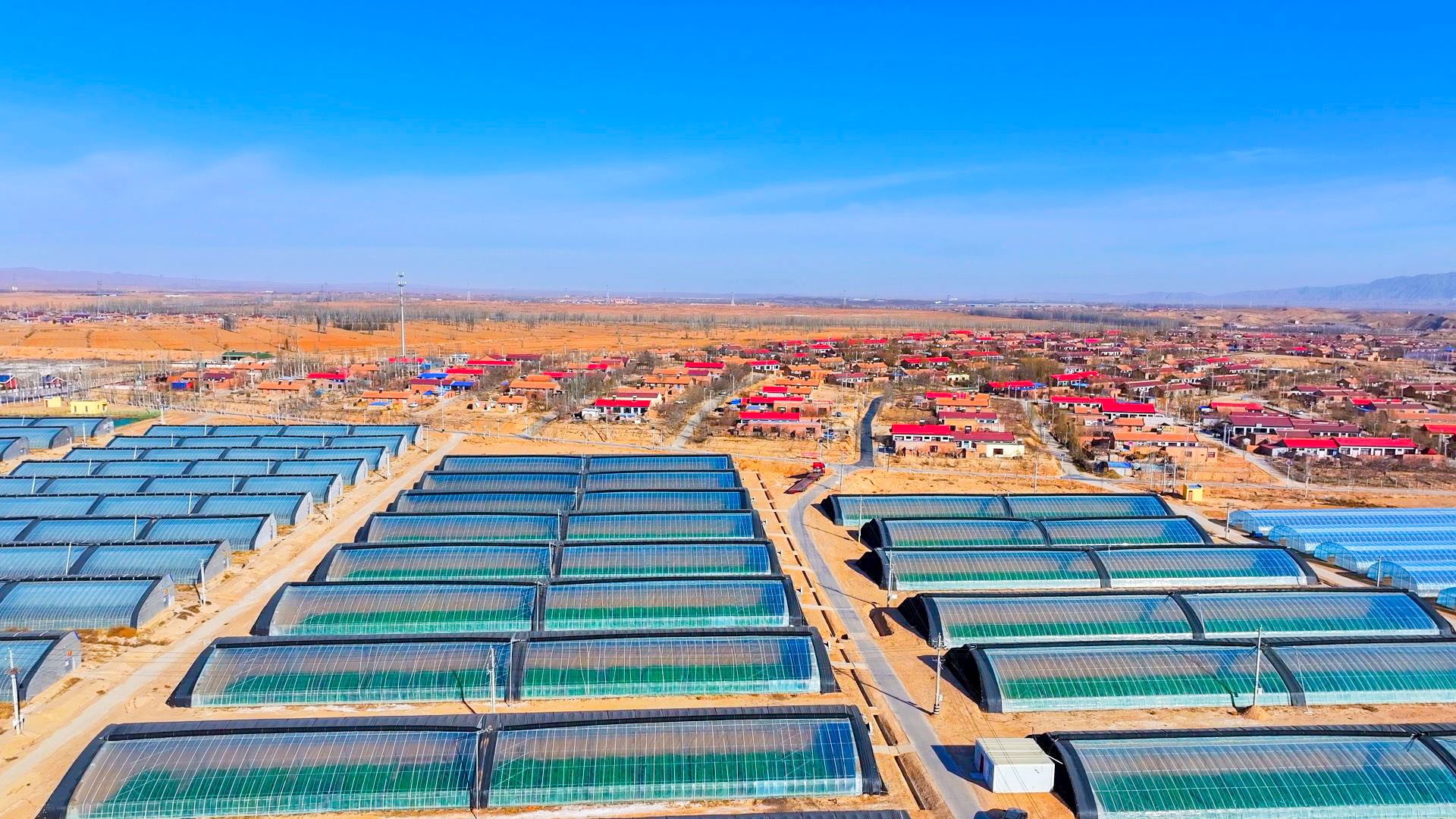 新海村巧打“反季牌” (9)2.jpg