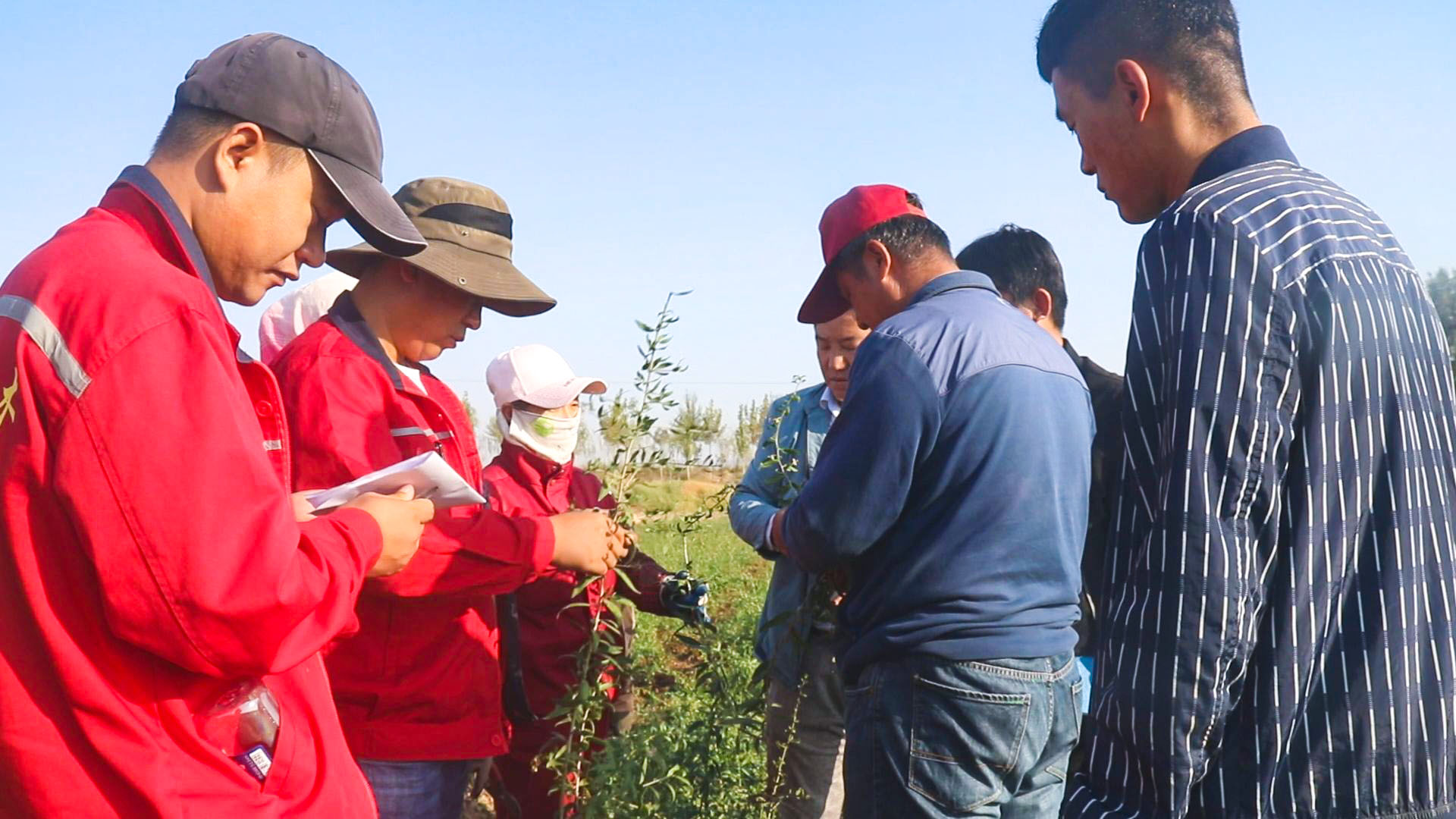 中宁枸杞科技小院:科技扎根杞乡 赋能产业升级 (10)1.jpg 中宁枸杞科技小院:科技扎根杞乡 赋能产业升级 (10)1.jpg