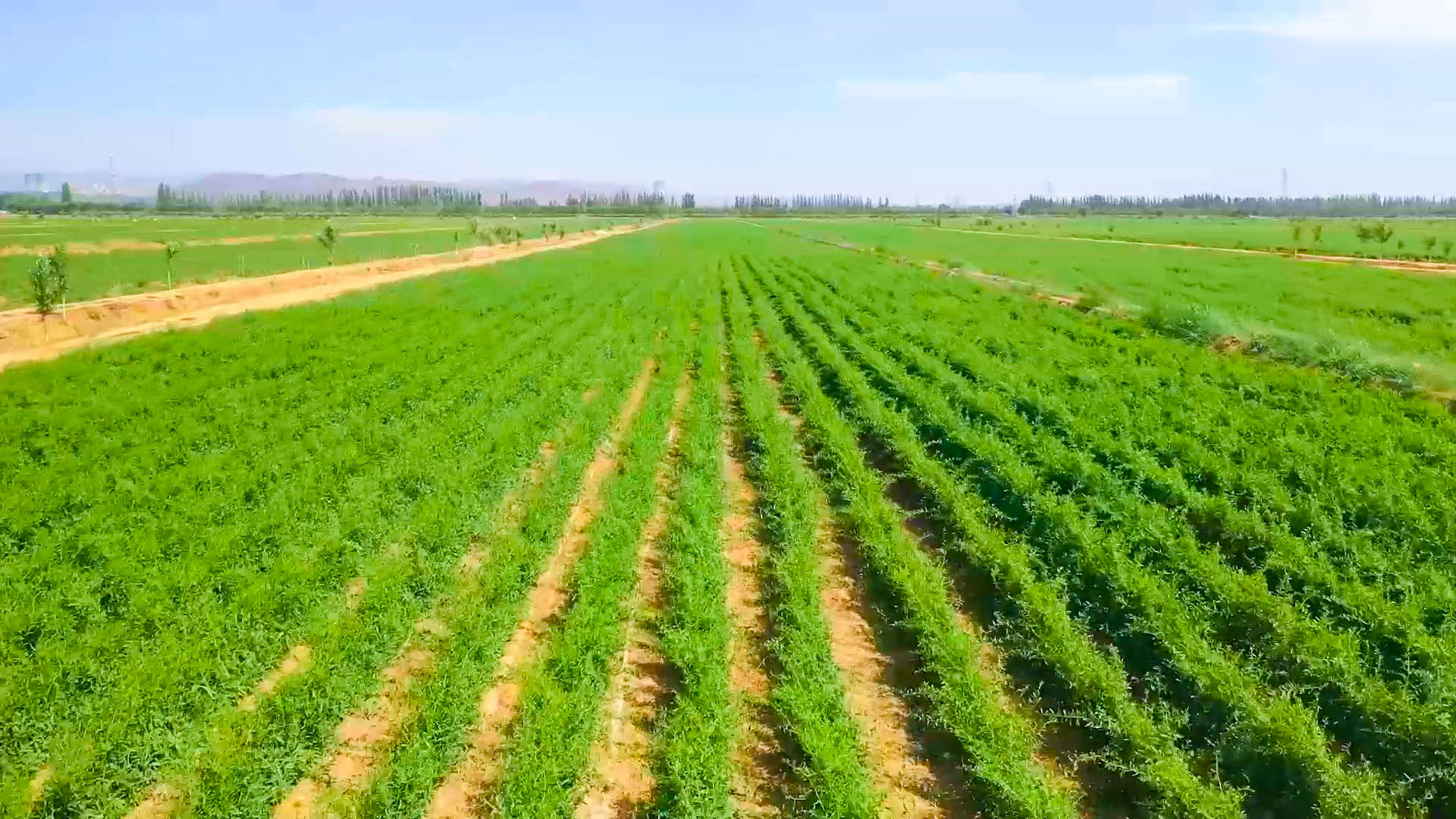 中宁枸杞科技小院:科技扎根杞乡 赋能产业升级 (9)2.jpg 中宁枸杞科技小院:科技扎根杞乡 赋能产业升级 (9)2.jpg