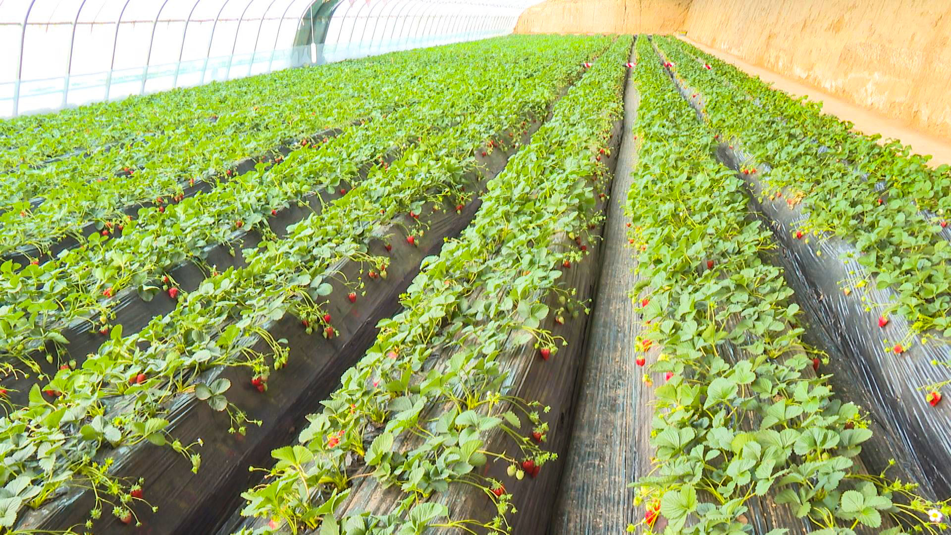 科技赋能产业兴农 新堡村“尚品园”温棚绘就乡村振兴新画卷 (16)1.jpg