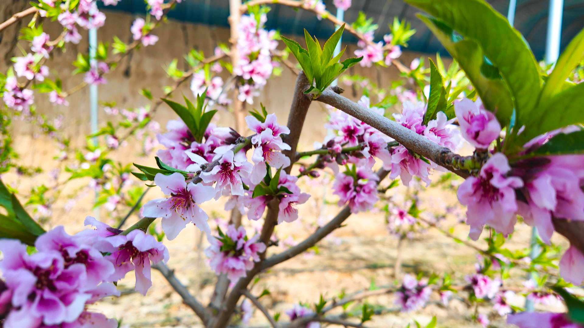 高岭村：设施大棚春意浓 桃花争艳迎丰年 (4)1.jpg
