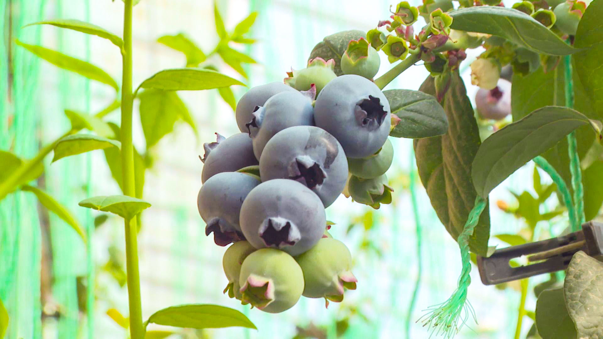 鲜采蓝莓迎佳节  农旅融合促振兴 (23)1.jpg