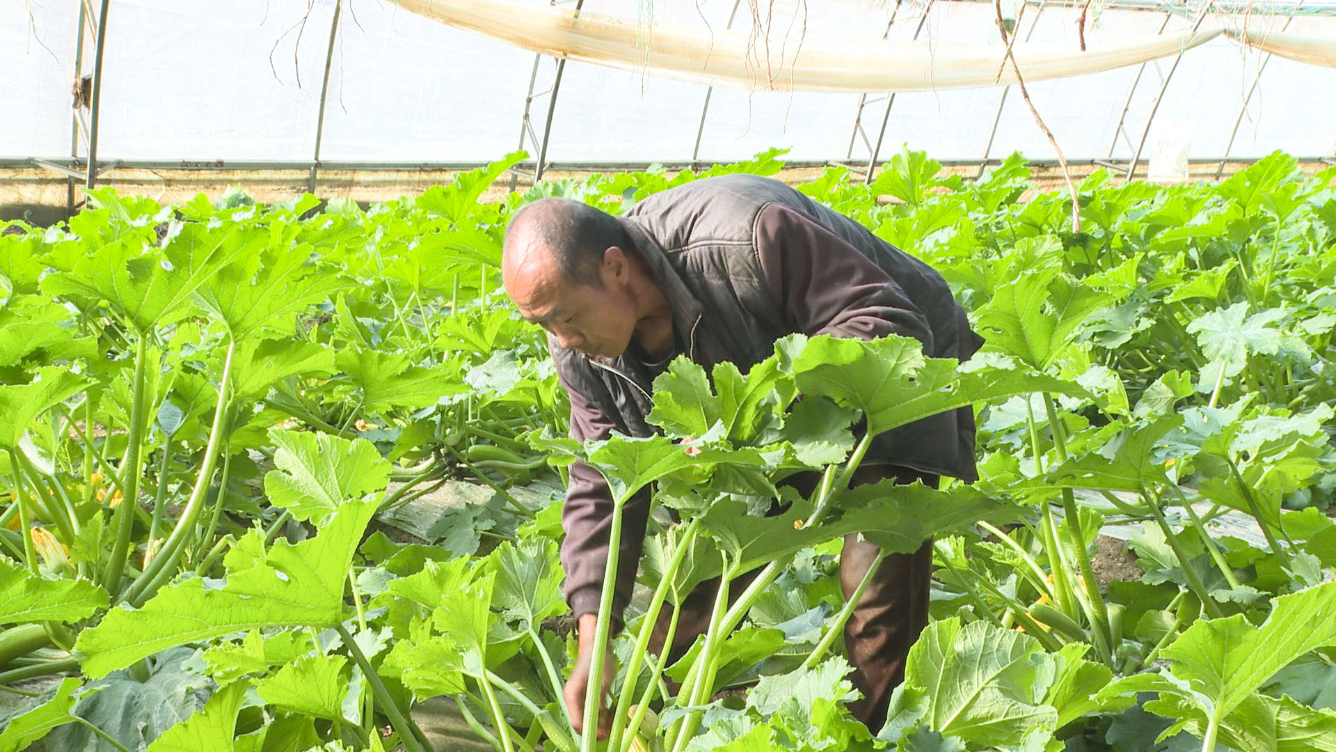 白马村：春日暖棚硕果香 设施农业促振兴 (26)1.jpg