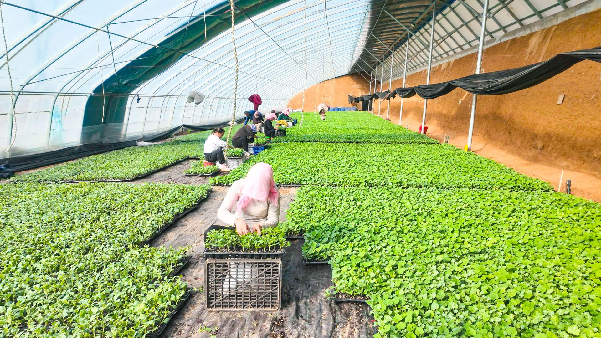 订单育苗稳产销 (14)1.jpg