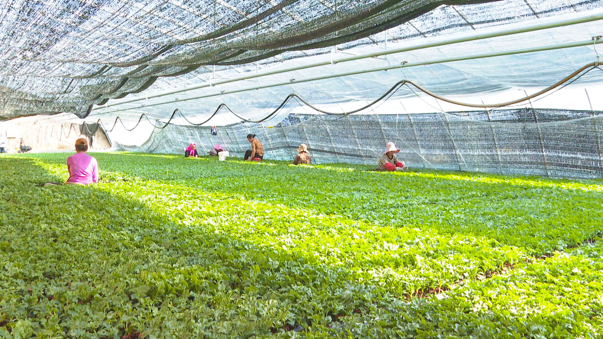 恩和镇：设施大棚育苗忙 抢抓春时育“希望” (22)1.jpg