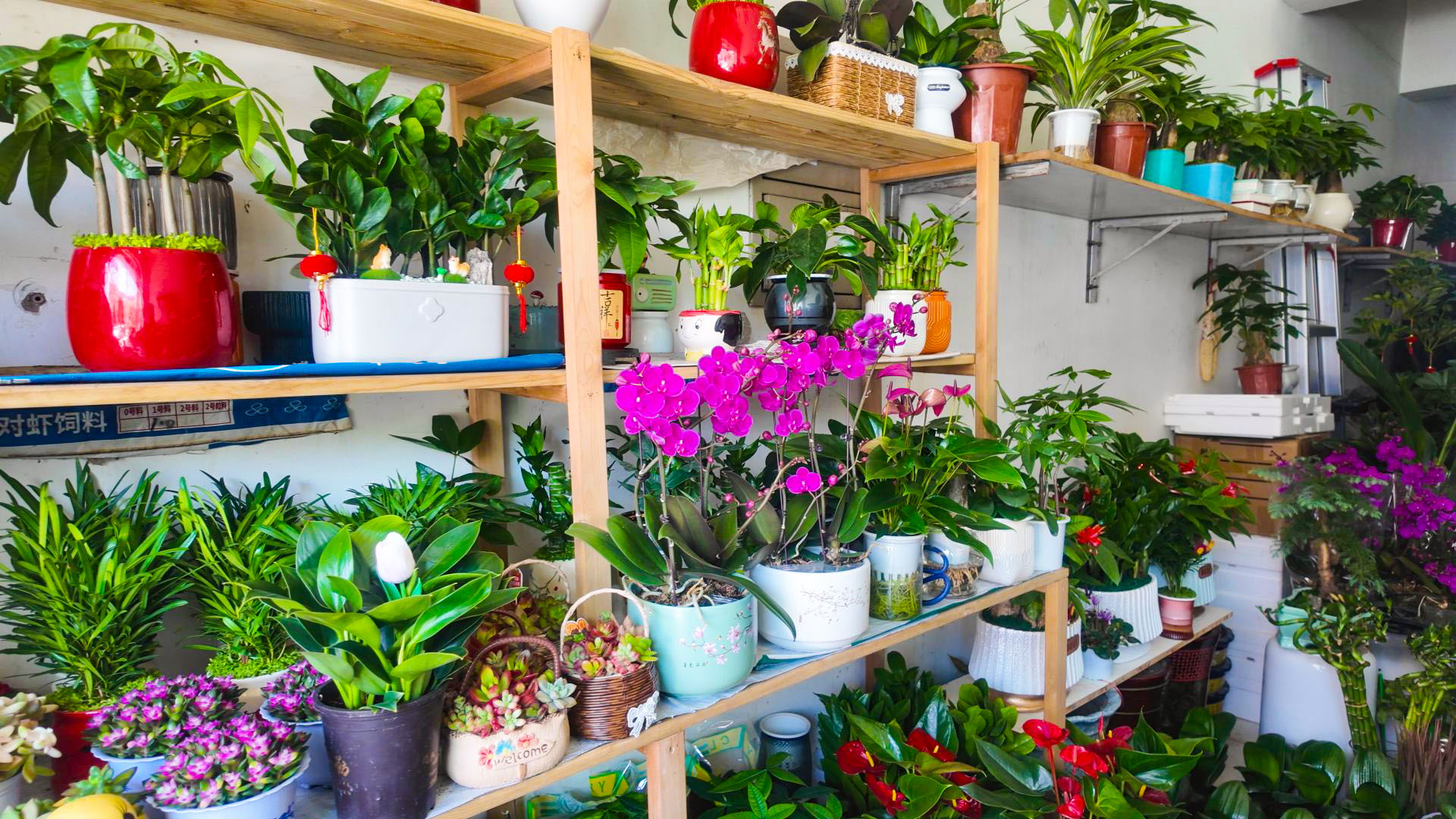 气温回升春意暖 中宁县花卉市场迎来销售热潮  (11)1.jpg