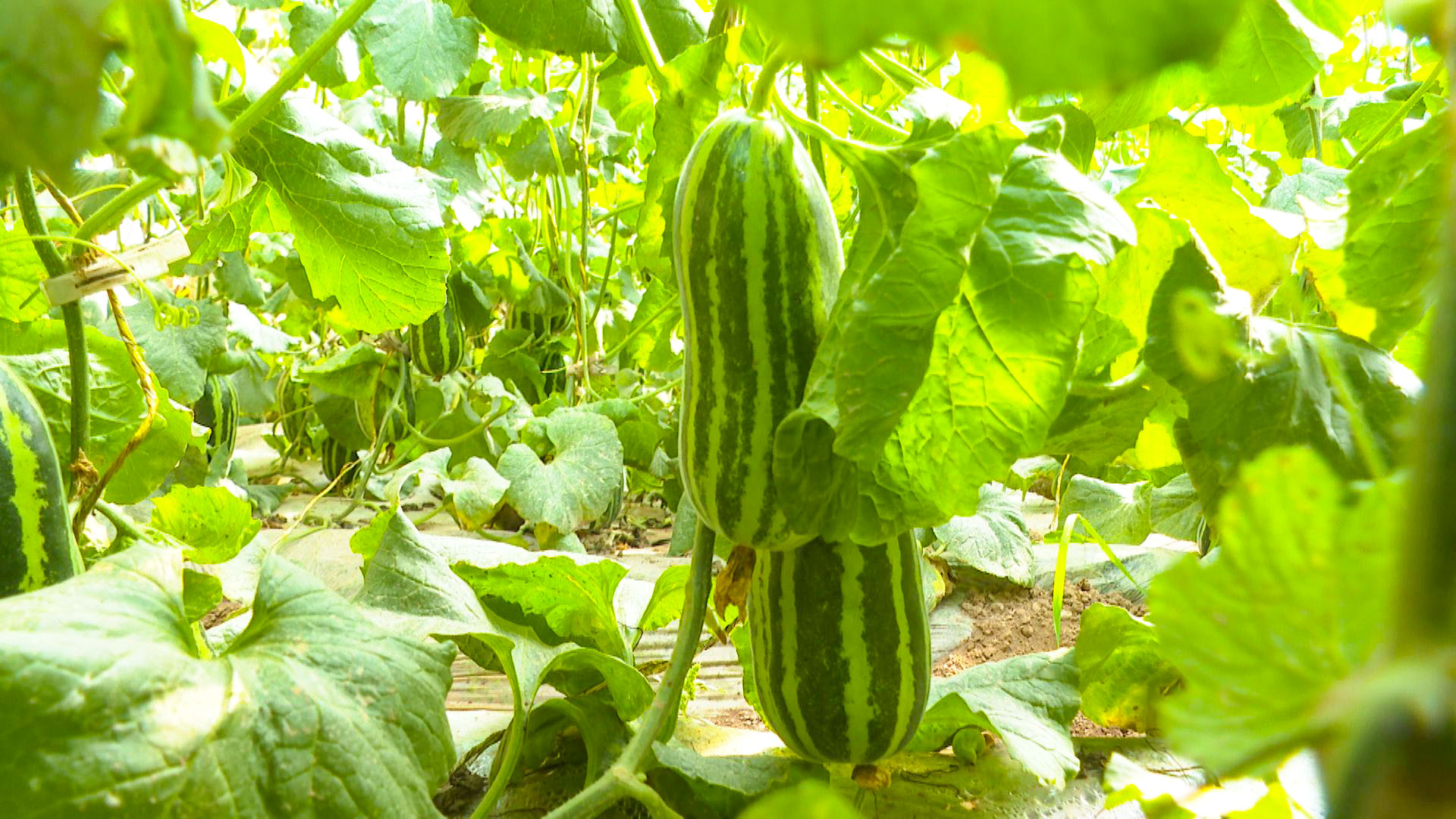 宁安镇莫嘴村大棚香瓜 (6)1.jpg