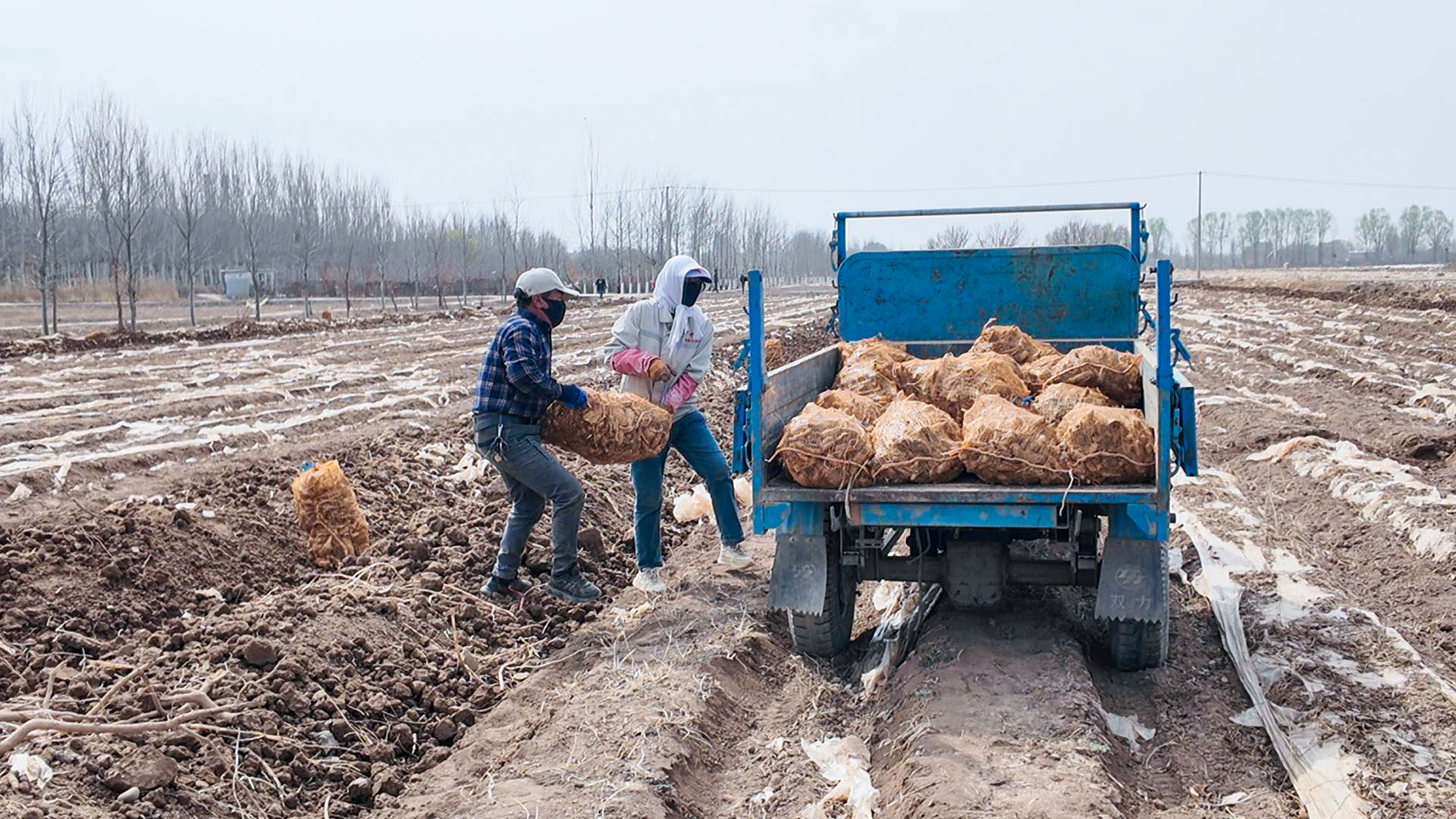 宁安镇：天花粉迎“黄金采挖期” (18)222.jpg