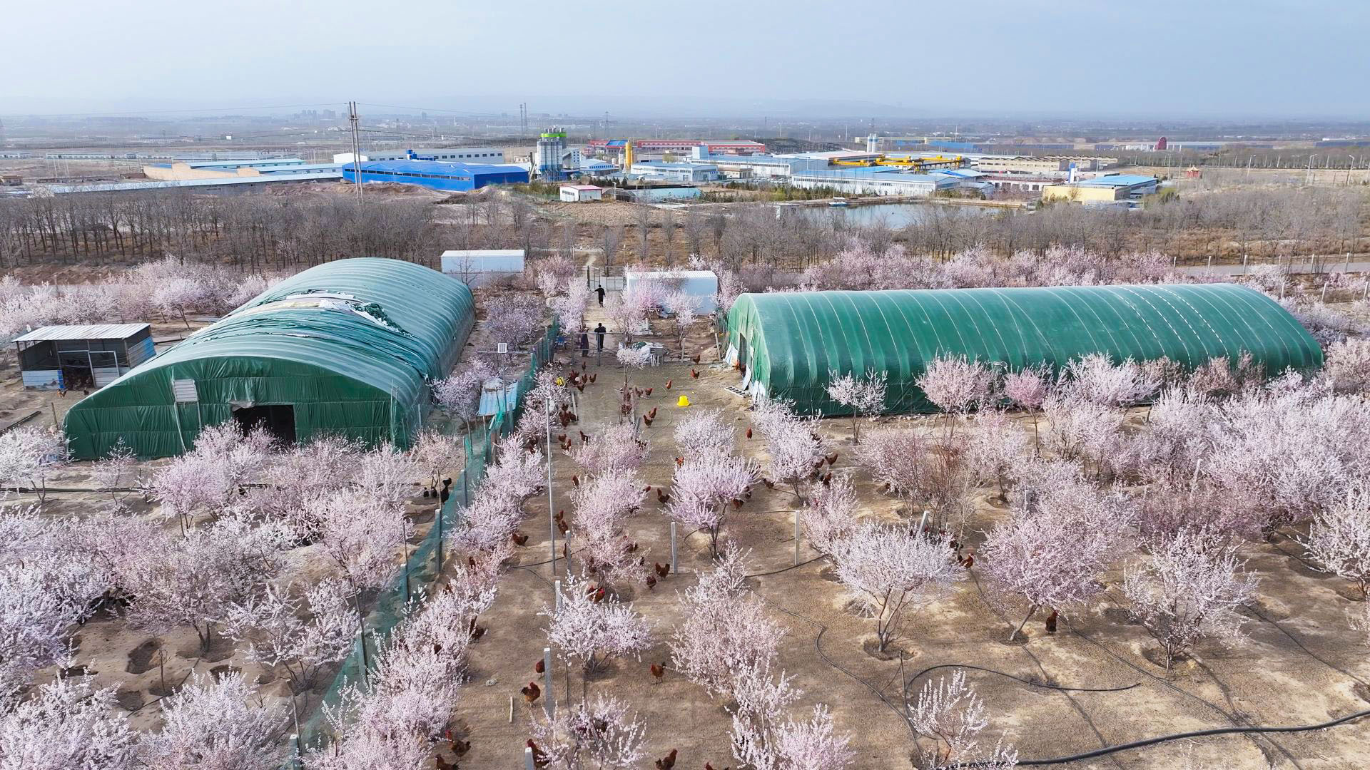 “林下生金”绘新卷 (18)2.jpg