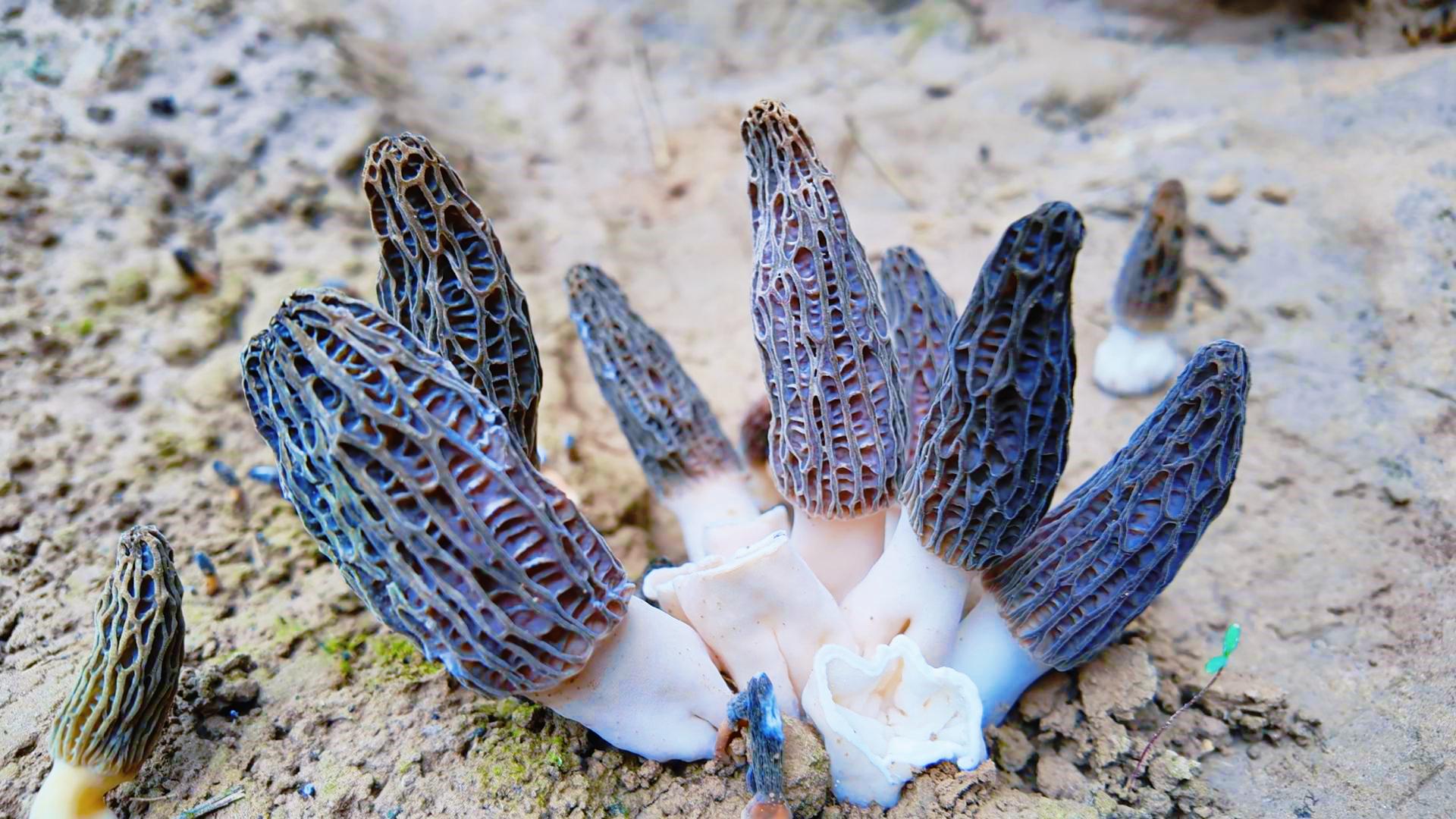 喊叫水乡小小羊肚菌撑起致富伞1.jpg 喊叫水乡小小羊肚菌撑起致富伞1.jpg