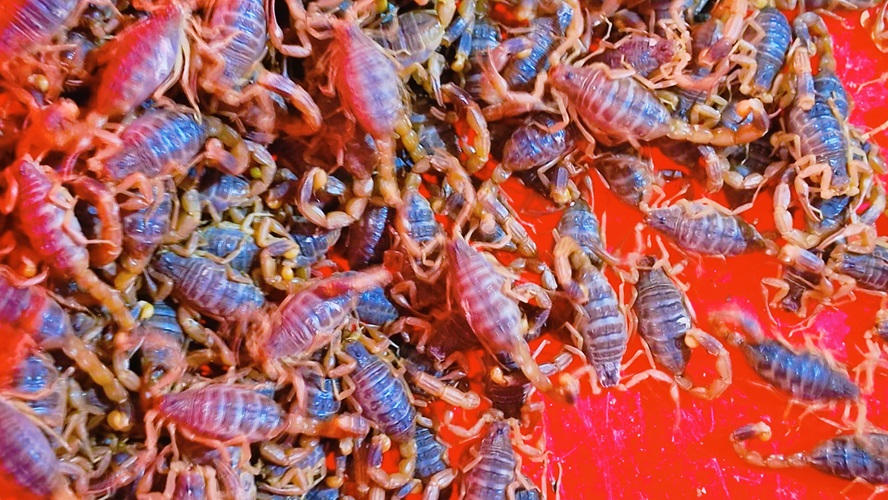 长鸣村：以蝎为媒 强村富民 走好乡村振兴特色路7.jpg