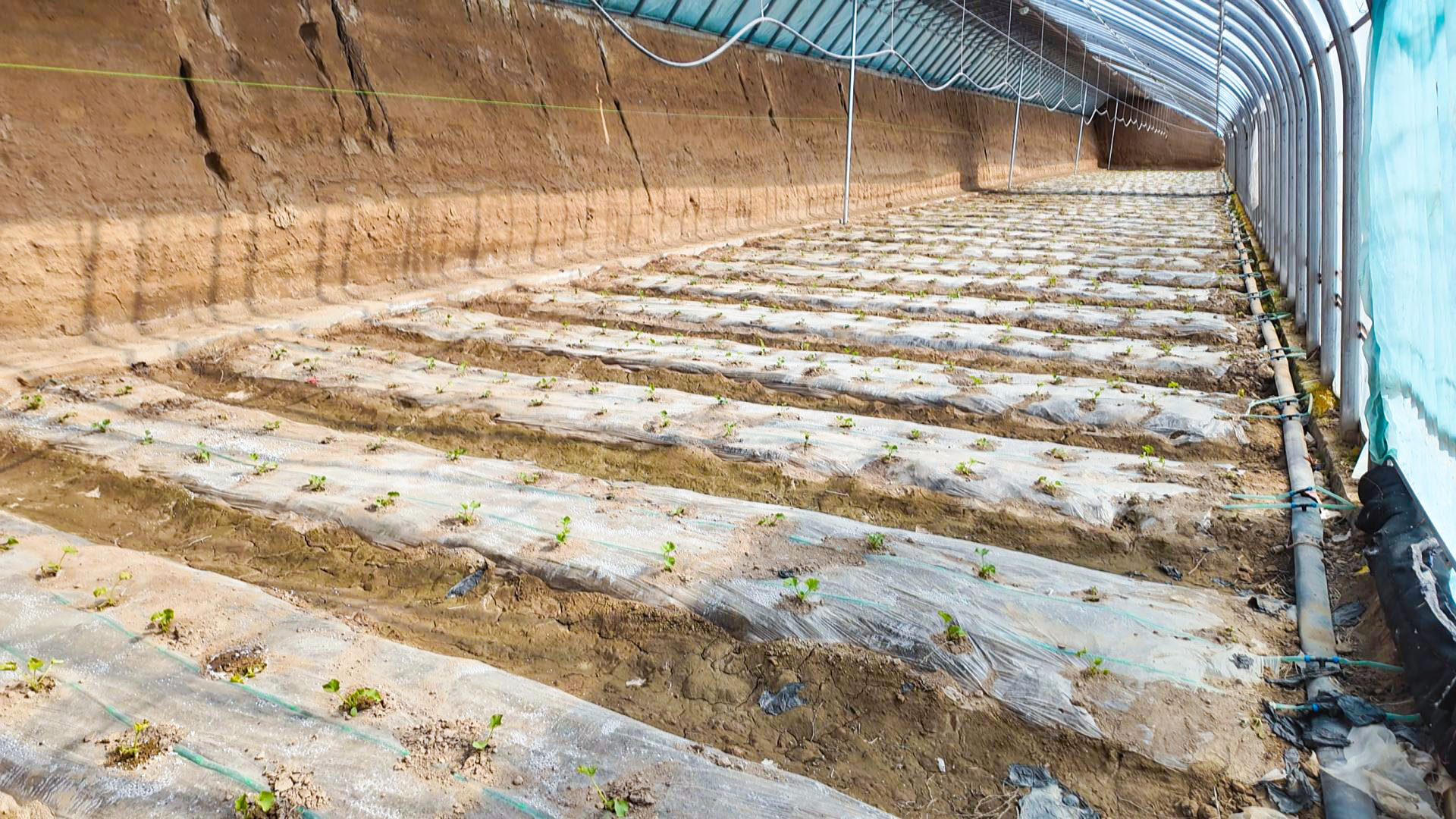 徐套乡：小甜瓜撑起大产业 (8)1.jpg