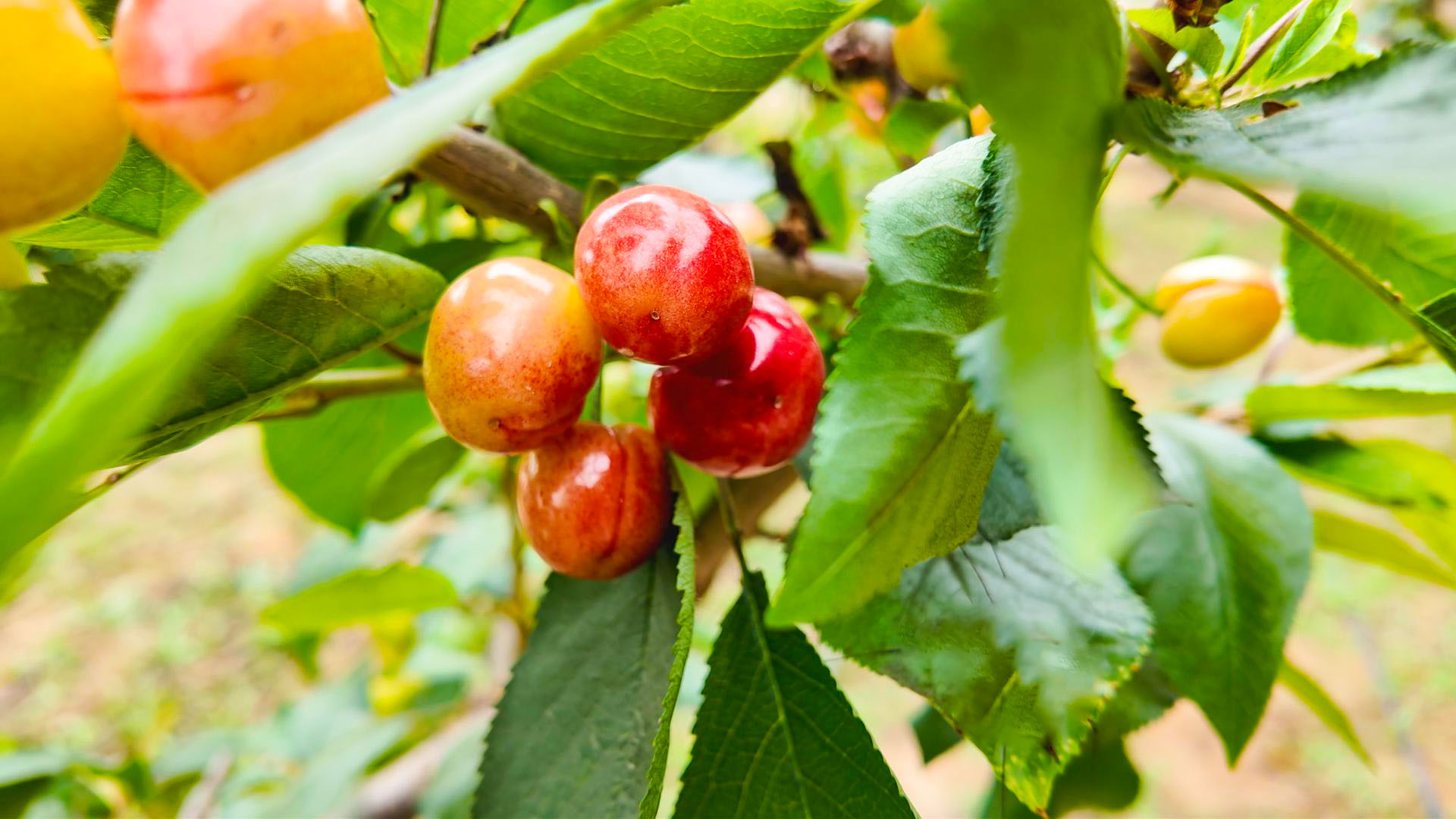 高岭村：大棚樱桃长势喜人 即将抢鲜上市 (10)1.jpg