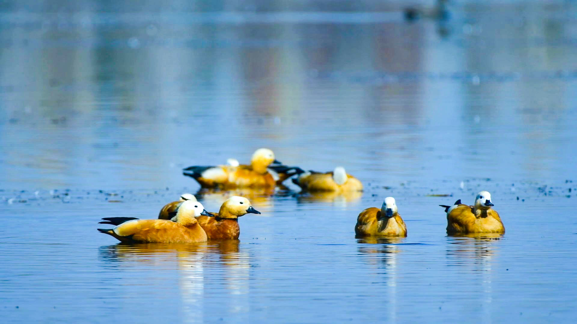 湿地润杞乡 候鸟话生态 (54)1.jpg