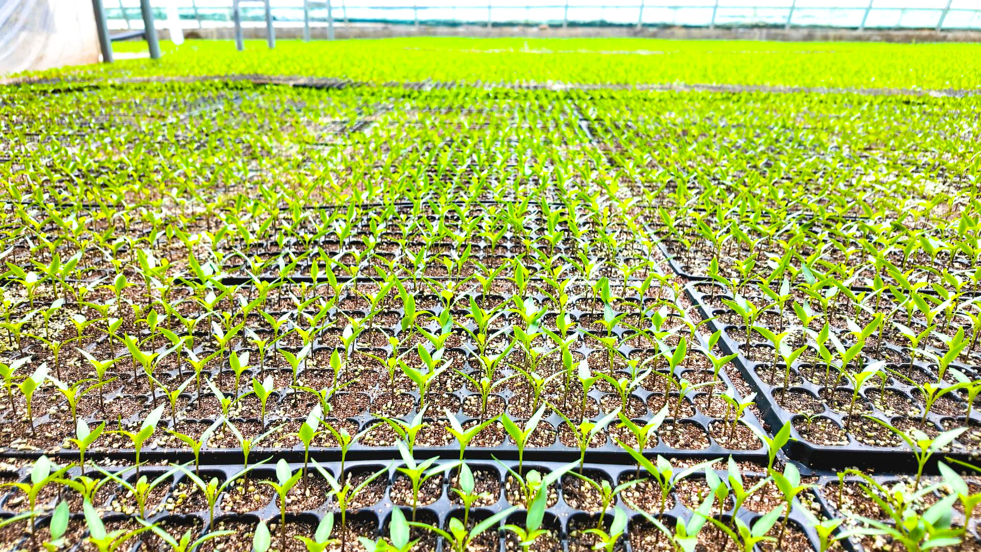 喊叫水乡：育苗种植双轮驱动 (5)1.jpg