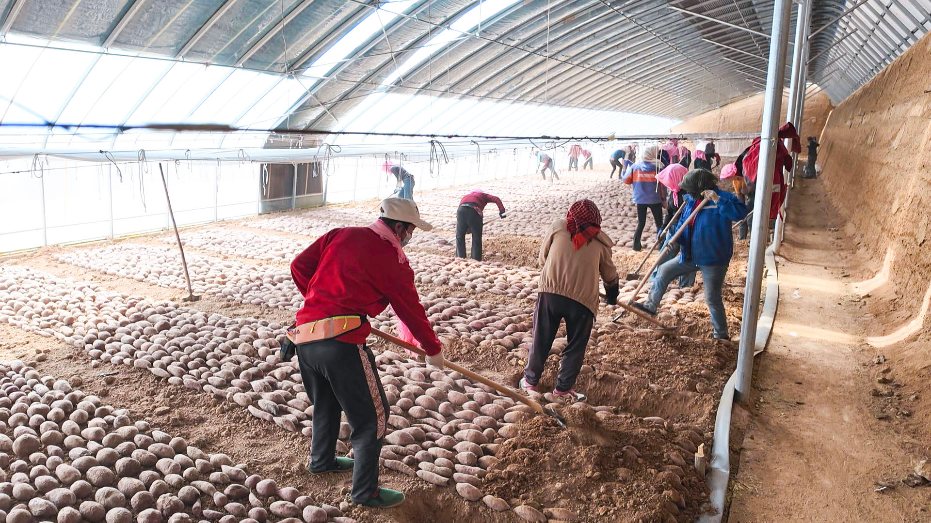 太阳梁乡：紫薯栽苗忙 (3)1.jpg