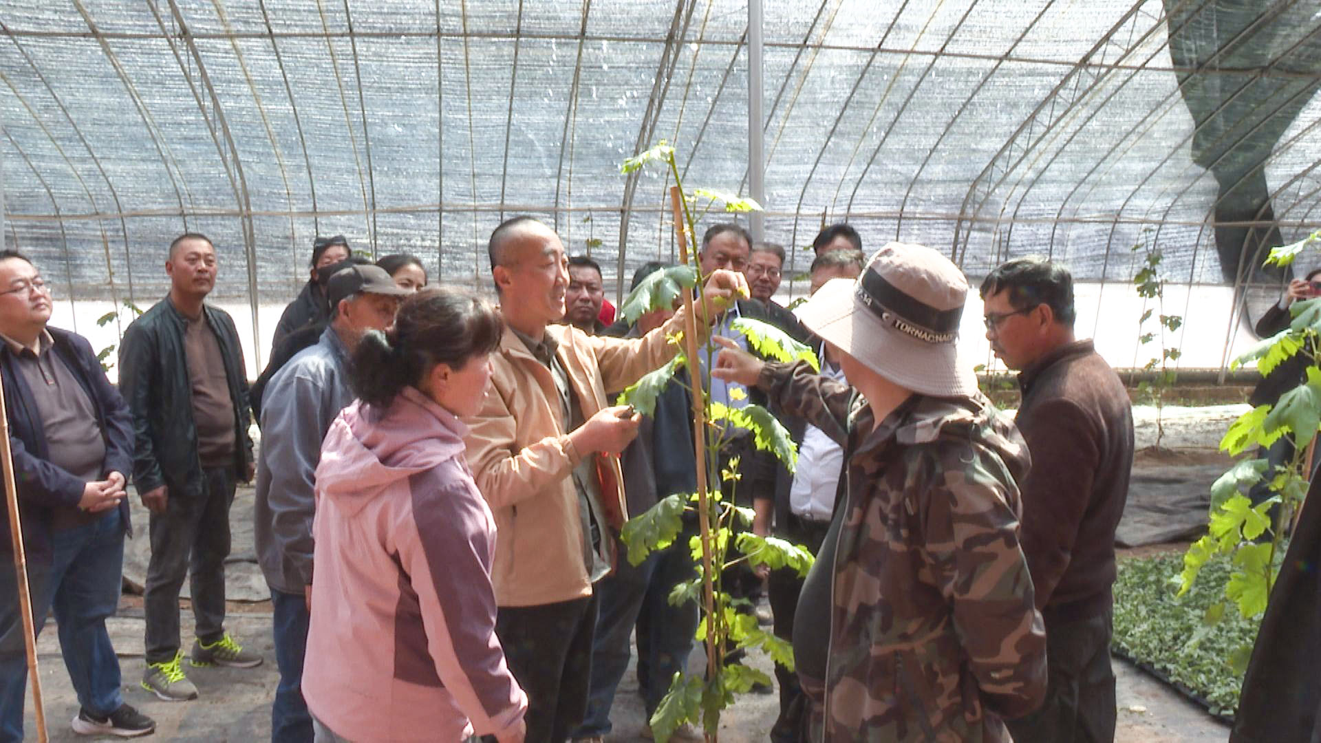 石空镇开展葡萄种植修剪实用技术专题培训 (2)1.jpg