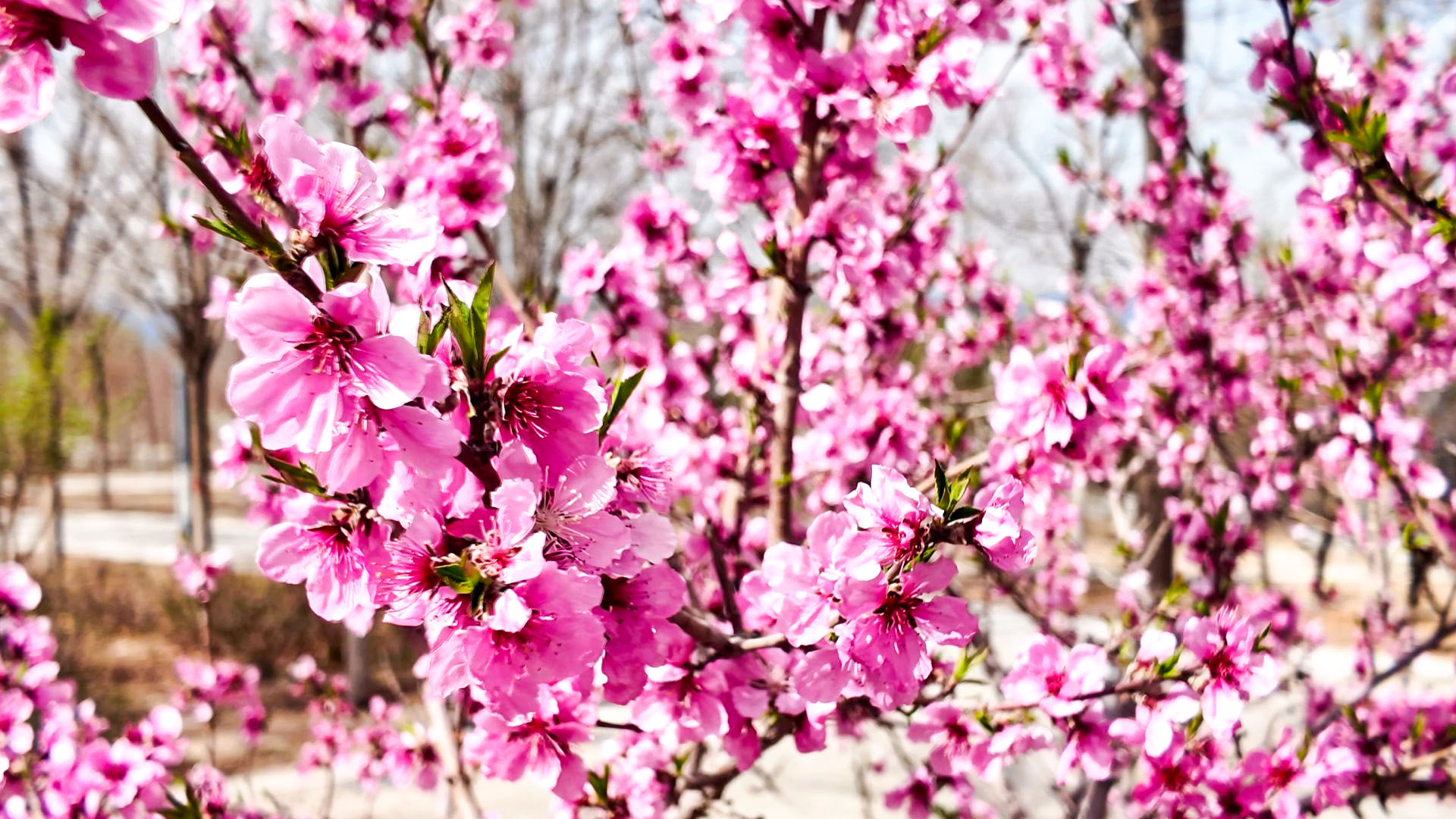 春日绘新卷 杞乡醉芳华 (15)1.jpg