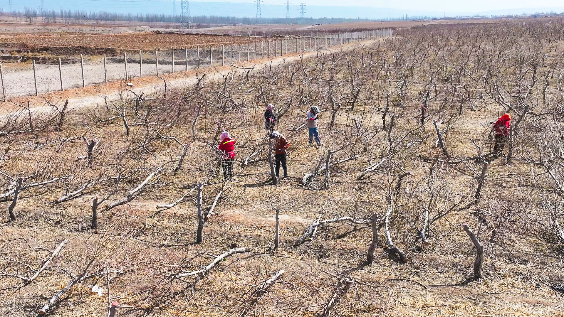 太阳梁乡600亩西梅基地建设加速推进 (2)1.jpg