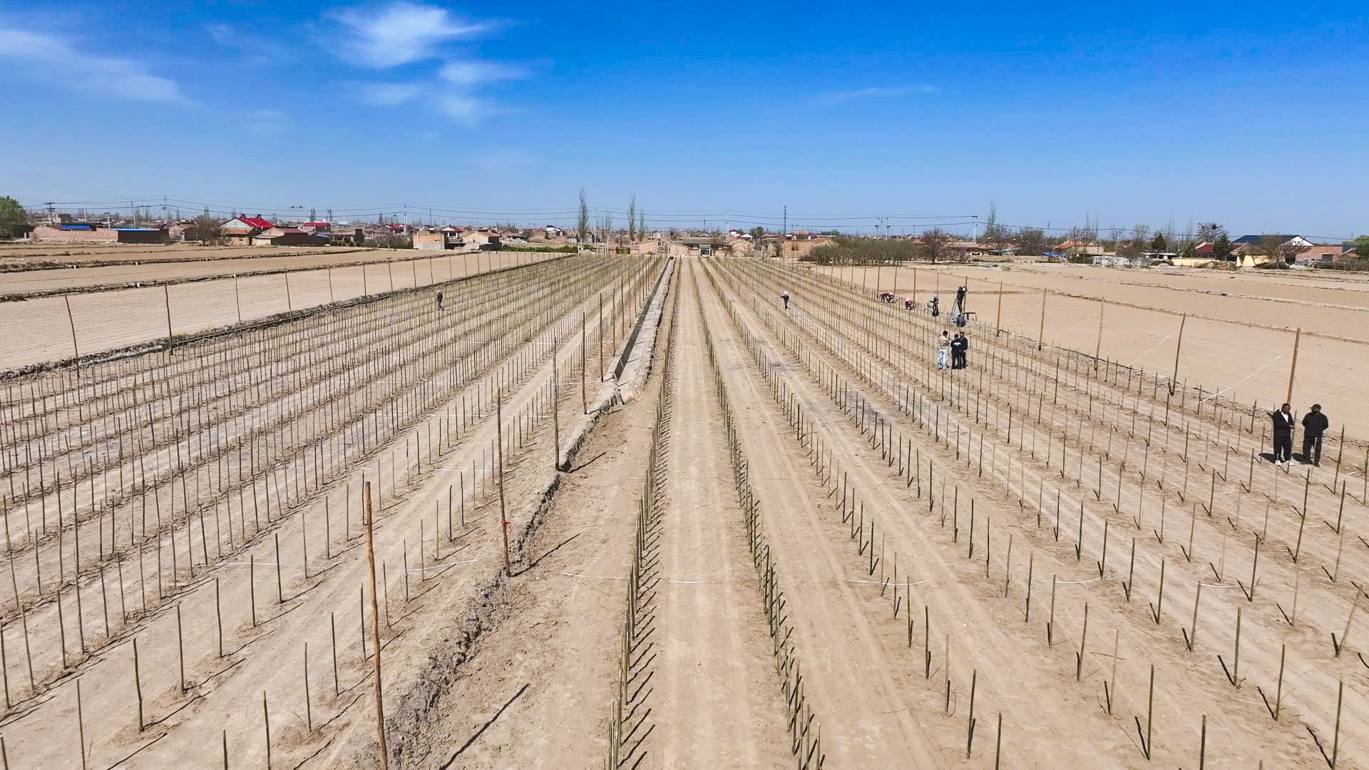 大战场村:枸杞产业提质扩容 集体经济与村民增收双向赋能 (4)1.jpg 大战场村:枸杞产业提质扩容 集体经济与村民增收双向赋能 (4)1.jpg