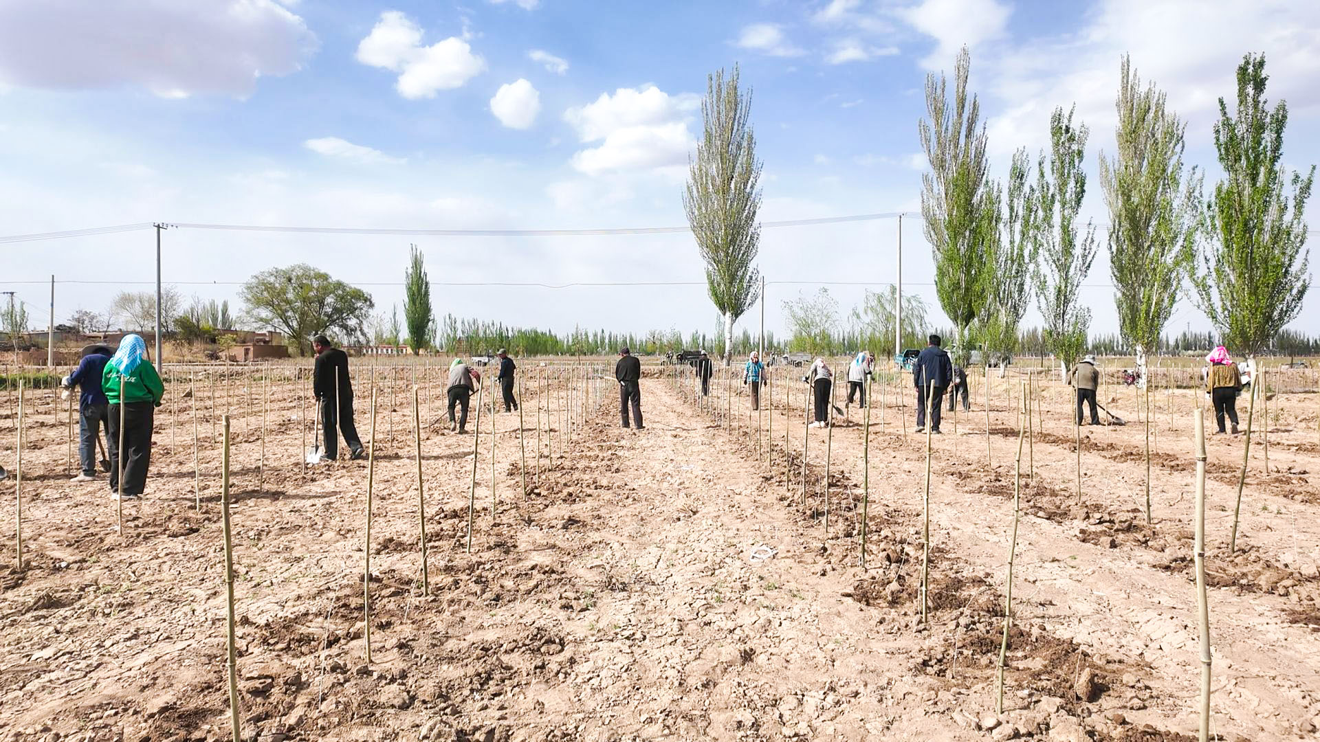铁渠村:“良种”枸杞 (2)11.jpg 铁渠村:“良种”枸杞 (2)11.jpg