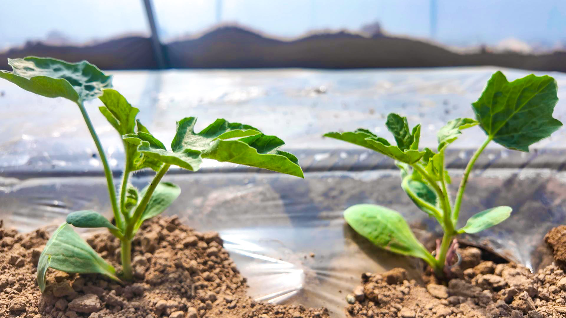 “甜蜜产业”铺就振兴路 (5)1.jpg