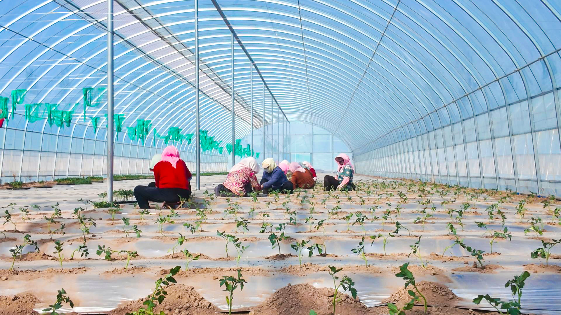 田滩村：跨村联建小番茄大棚 铺就群众增收致富路 (19)1.jpg