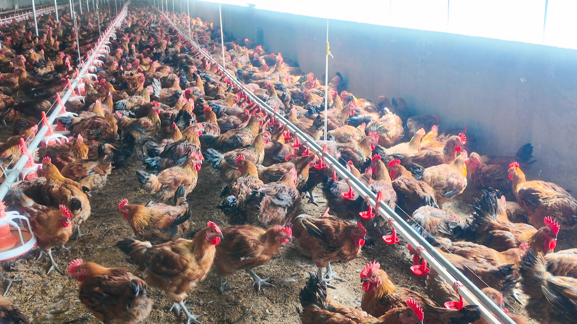 恩和村：红公鸡成为撬动乡村振兴的新引擎 (18)1.jpg