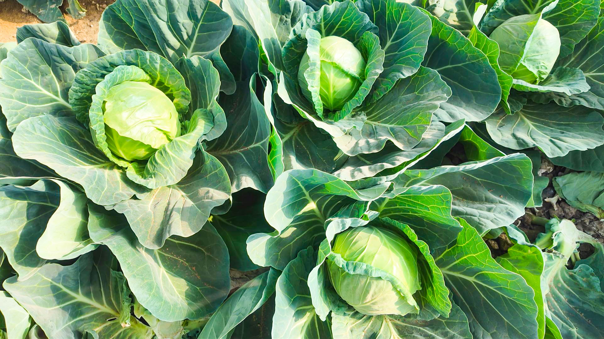 一棚双收！枣一村葡萄架下种出 “致富菜” (5)1.jpg