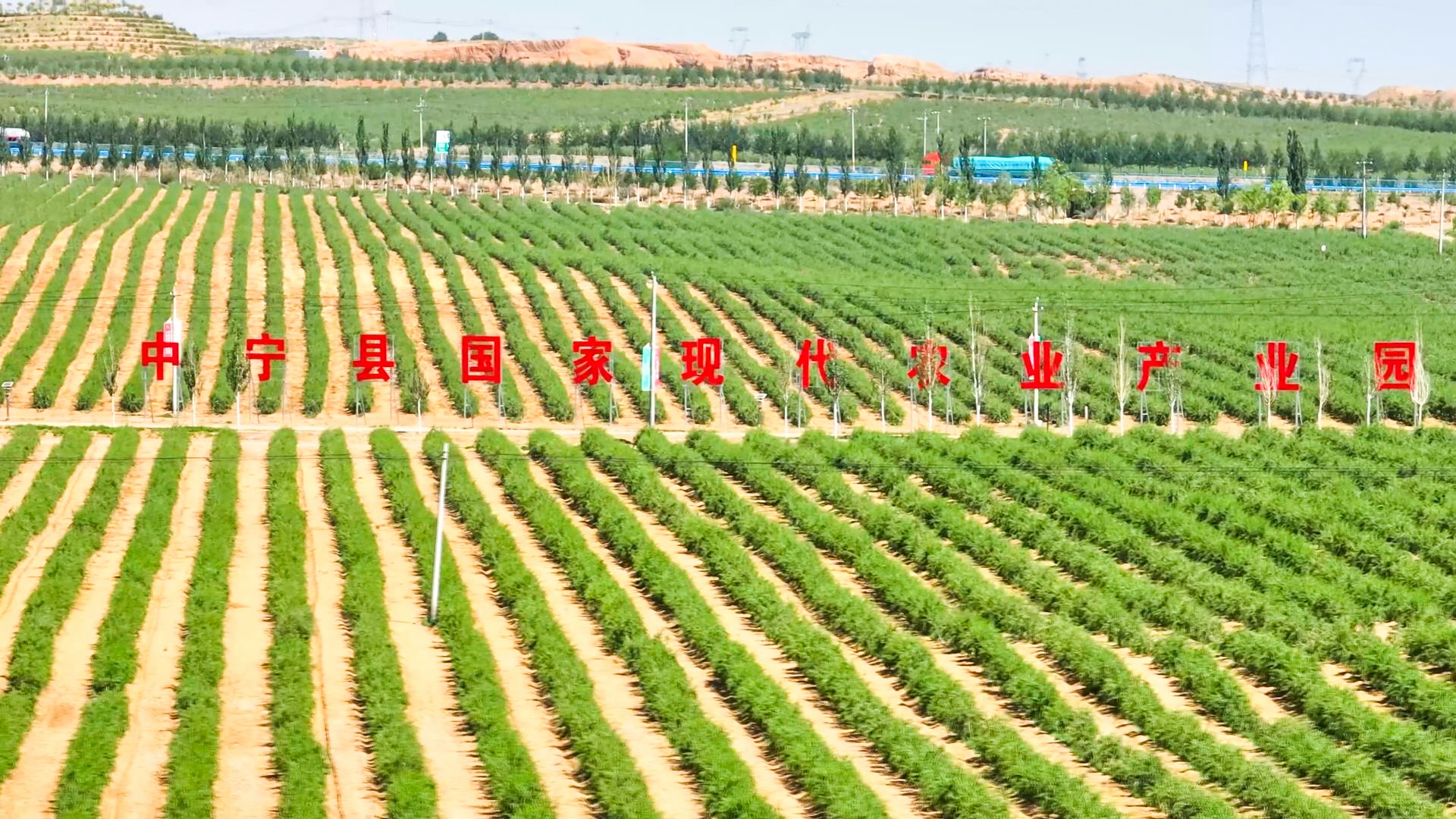 中宁枸杞跻身全国地理标志综合价值50强 (19)7.jpg 中宁枸杞跻身全国地理标志综合价值50强 (19)7.jpg