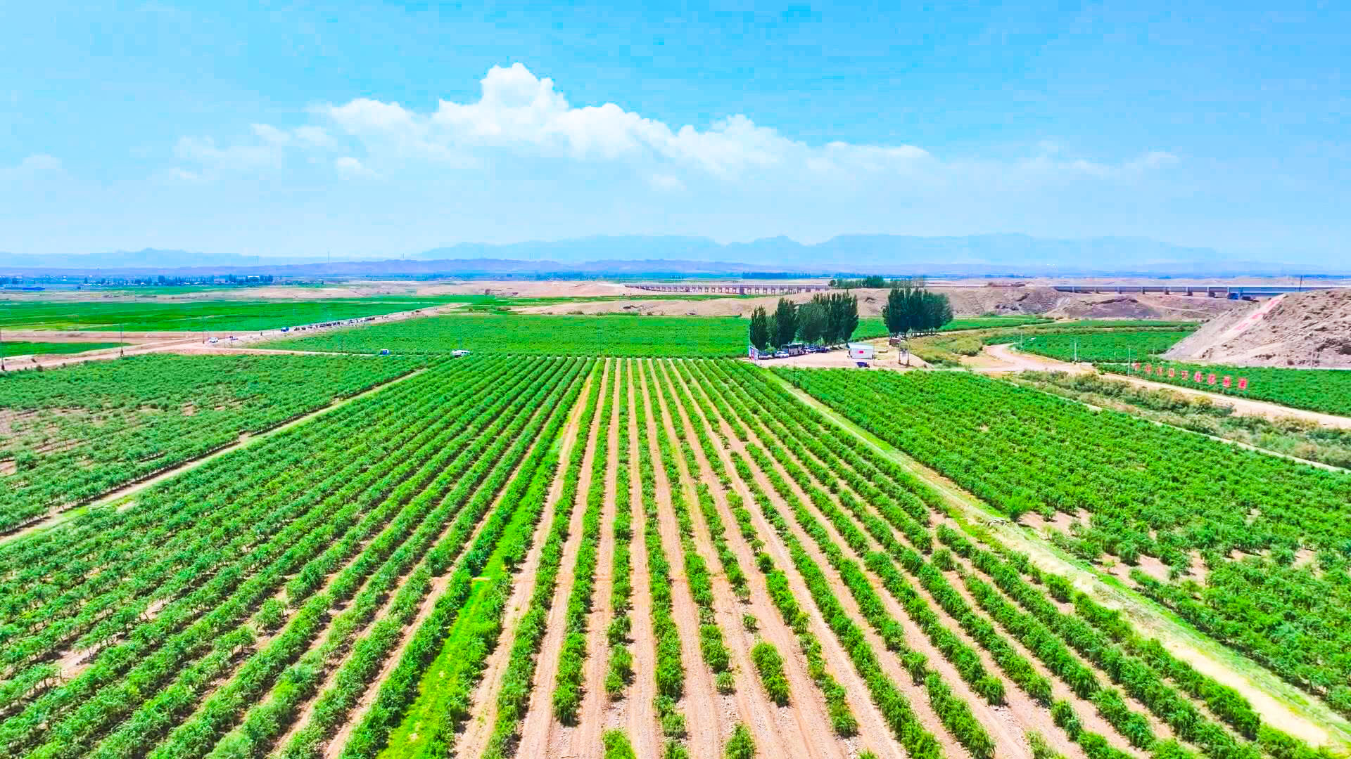 山林权改革激活“杞”动力 中宁枸杞铺就“以林兴杞、以杞富民”路 (6)1.jpg