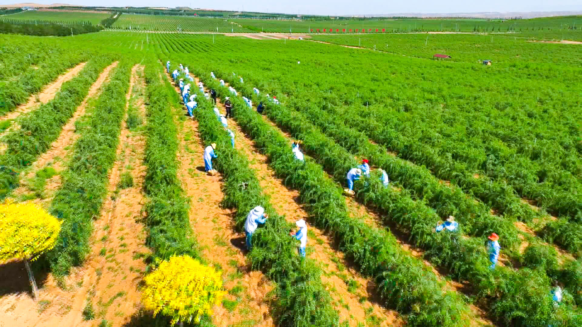 山林权改革激活“杞”动力 中宁枸杞铺就“以林兴杞、以杞富民”路 (4)1.jpg