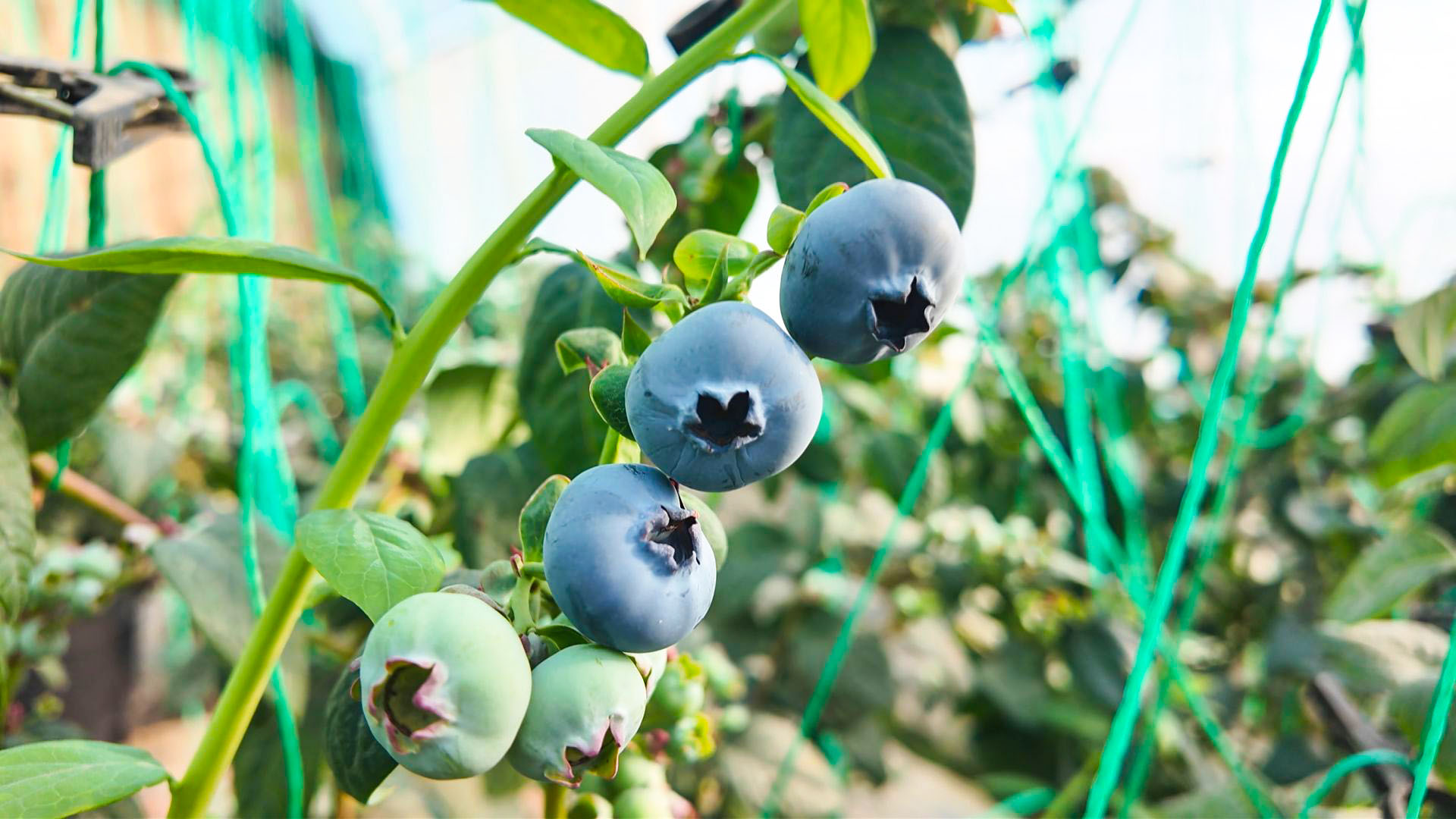 特色产业“挑大梁”“十四五”期间中宁现代农业跑出转型“加速度” (7)1.jpg